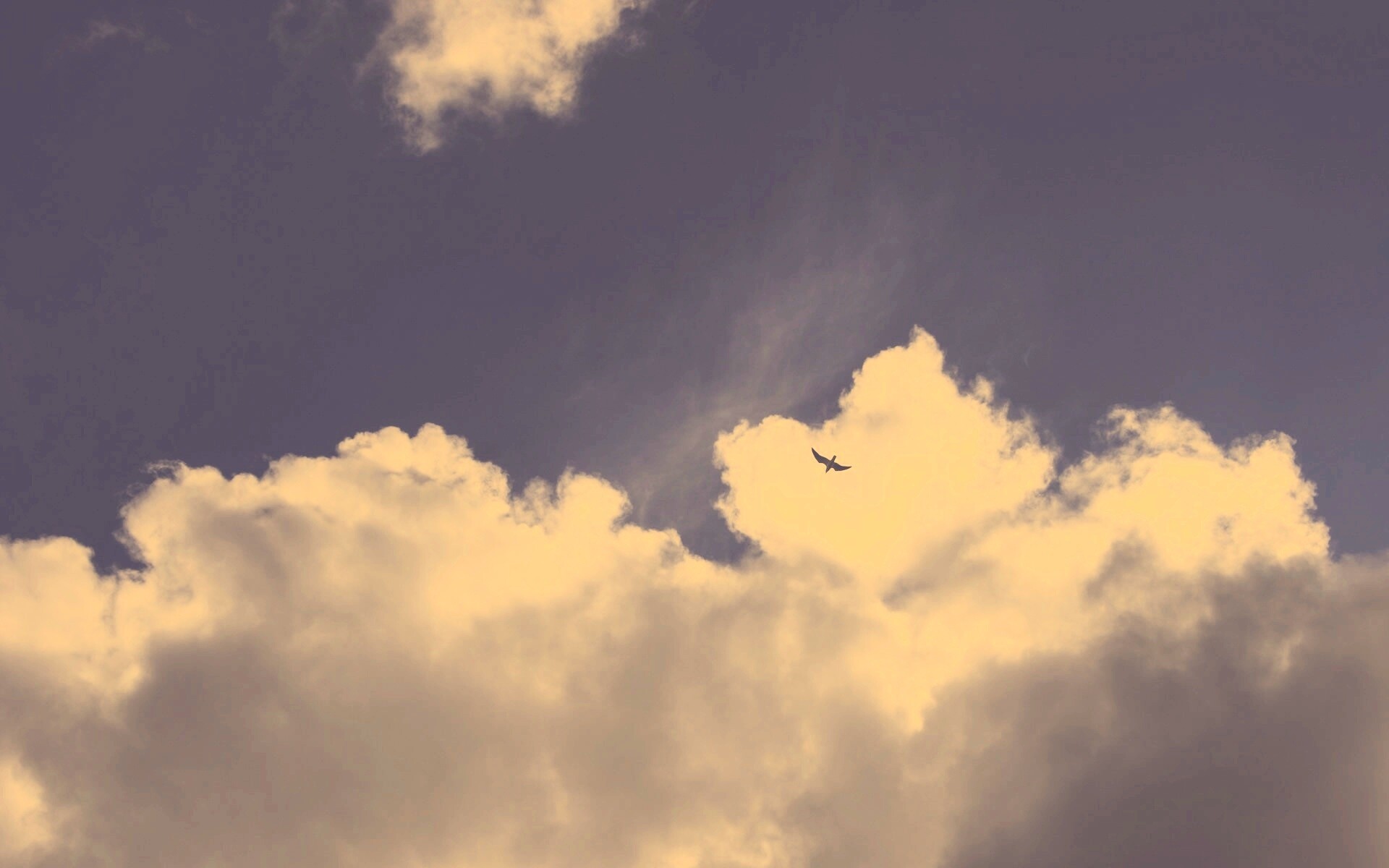 Птица в небе обои
