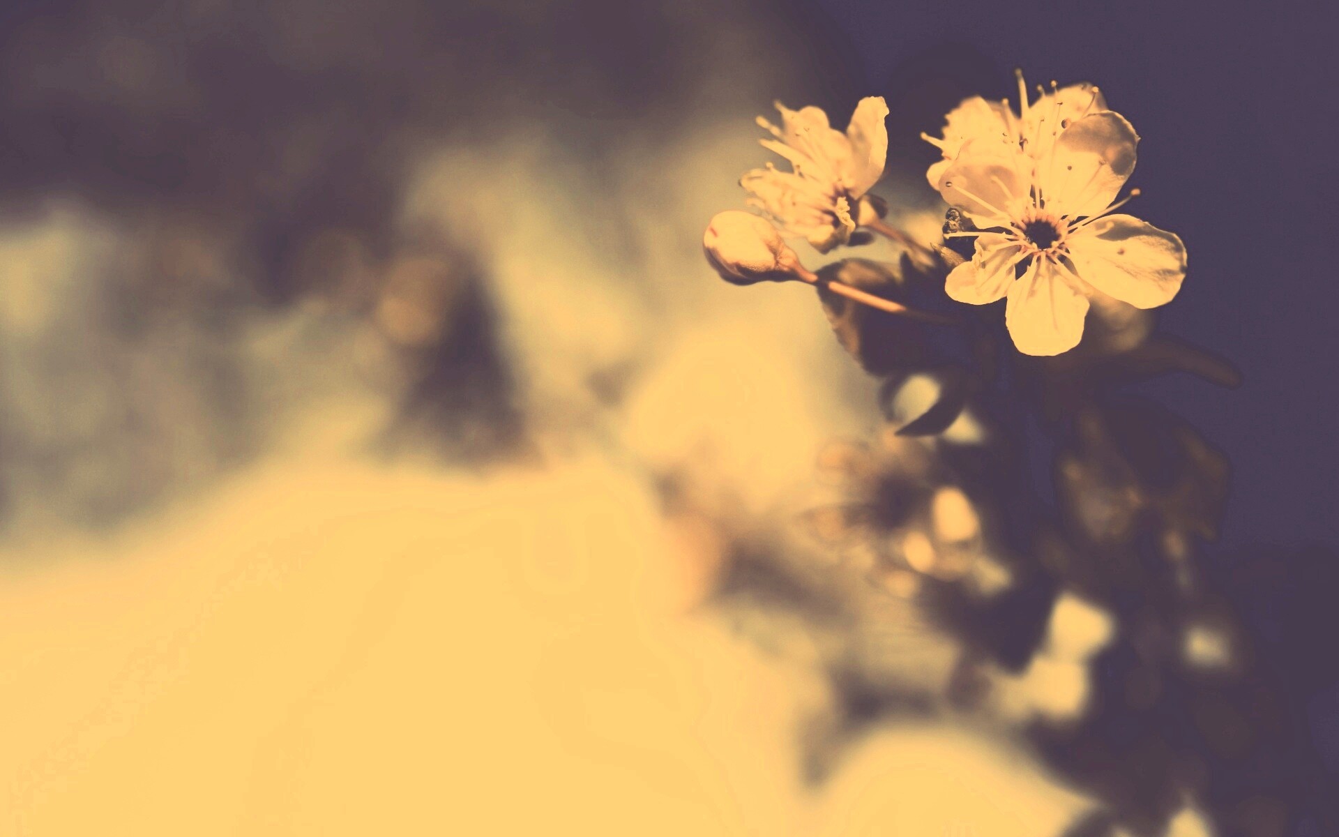 Цветок вишни обои