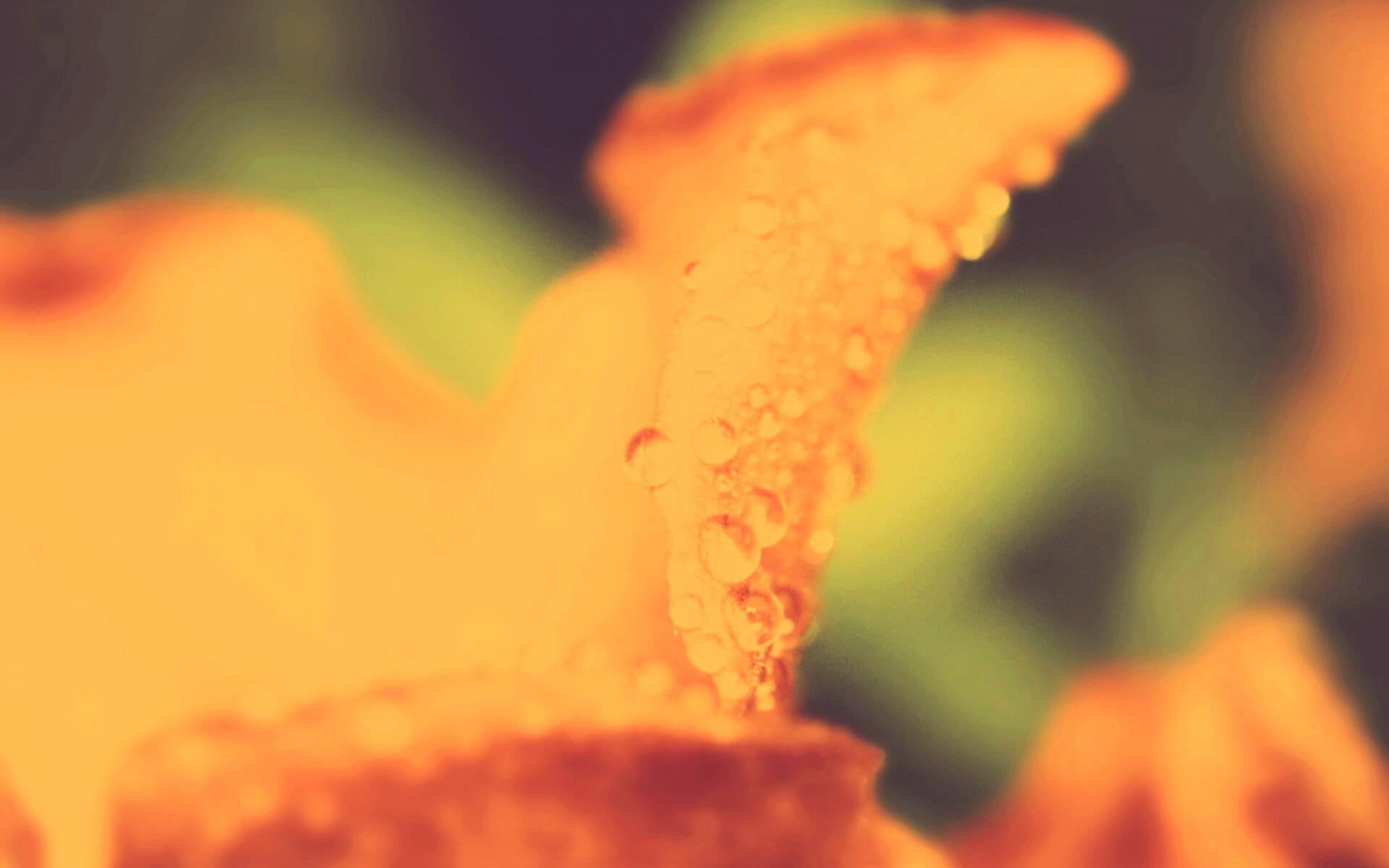 Капли росы на лепестке обои