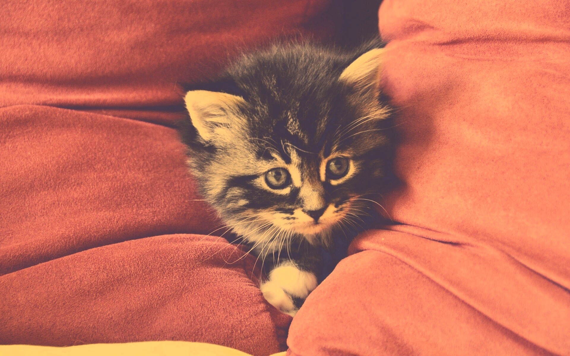 Котенок в подушках обои