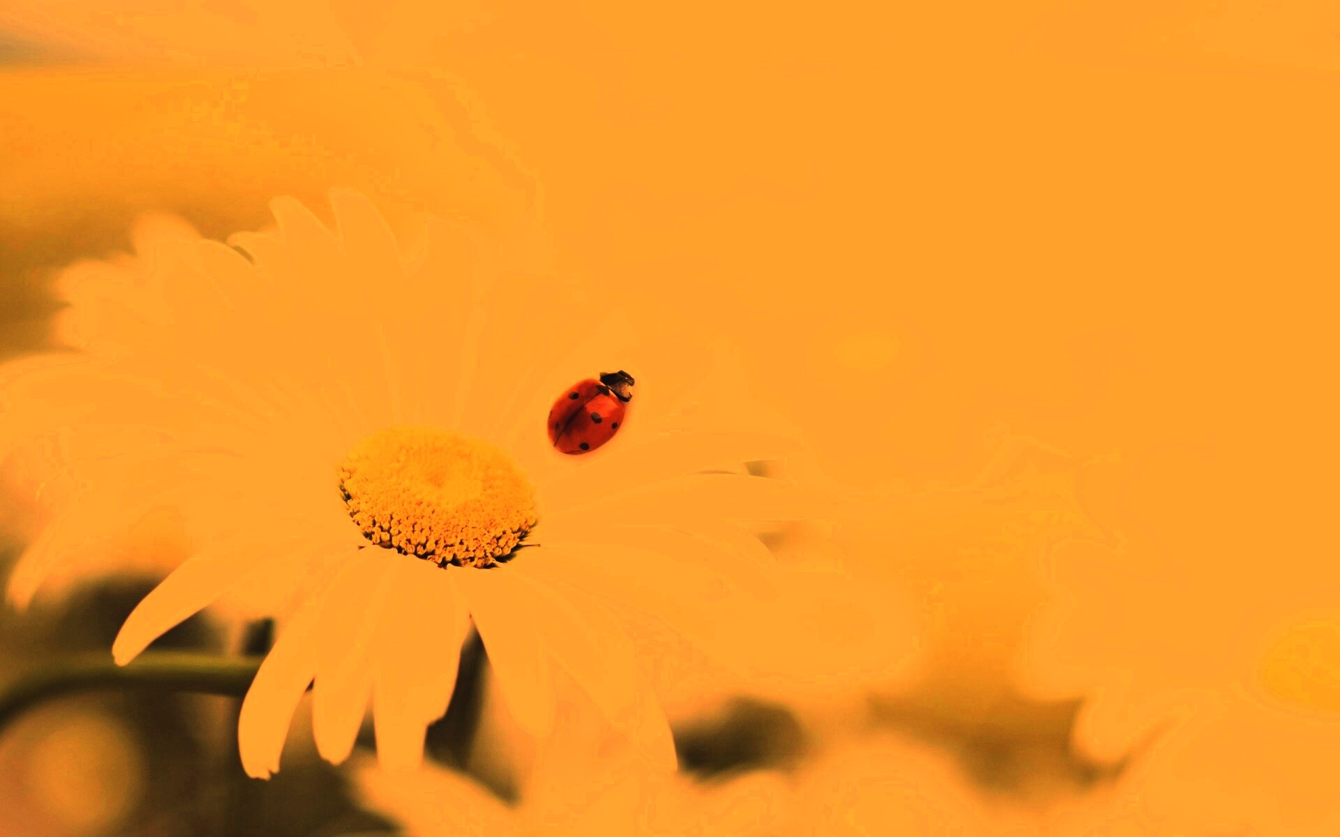 Божья коровка обои