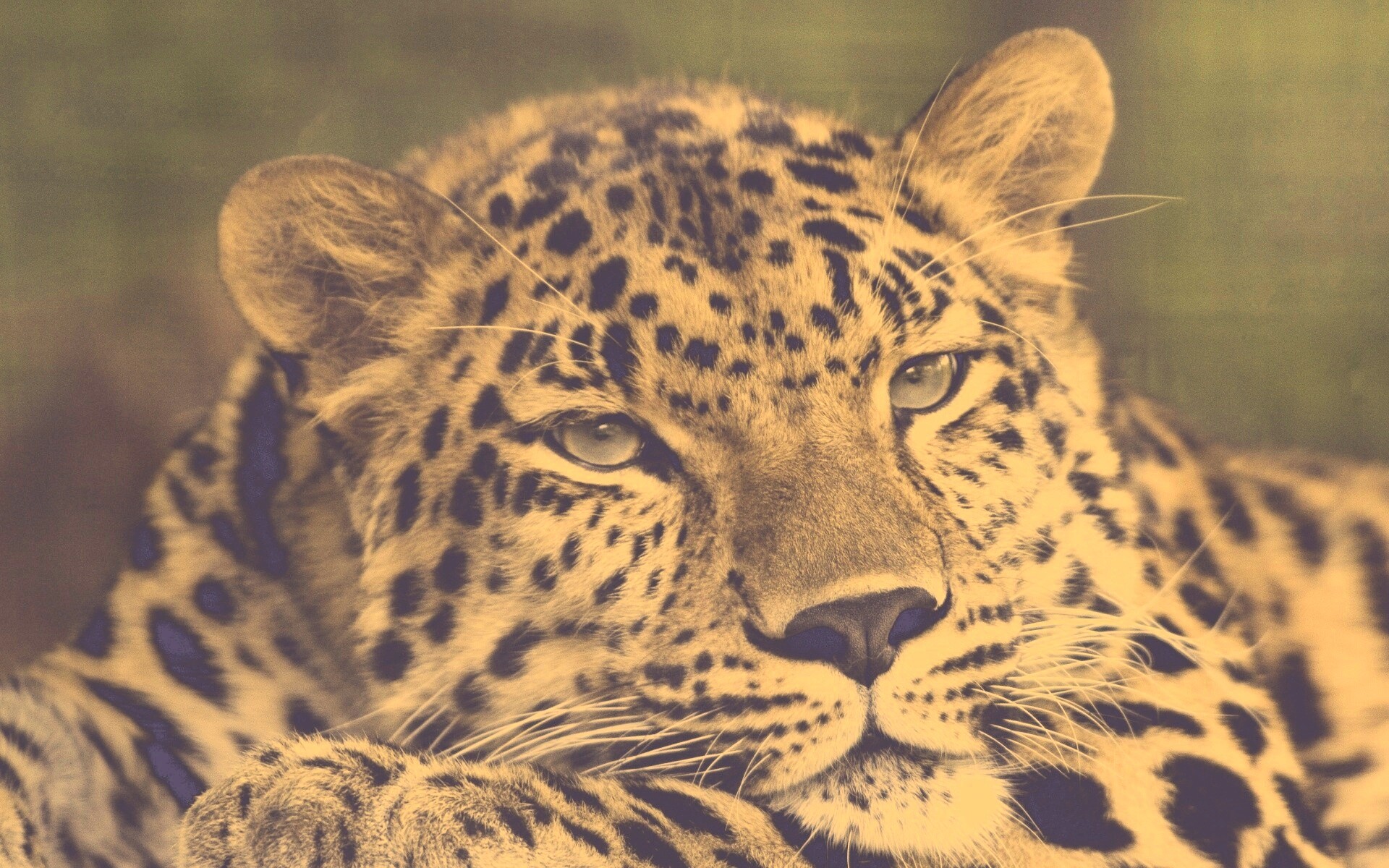 Злопасный ягуляр обои