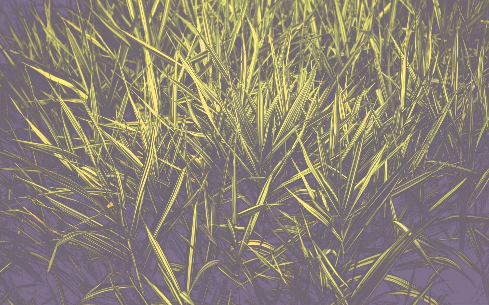 Дикая трава обои
