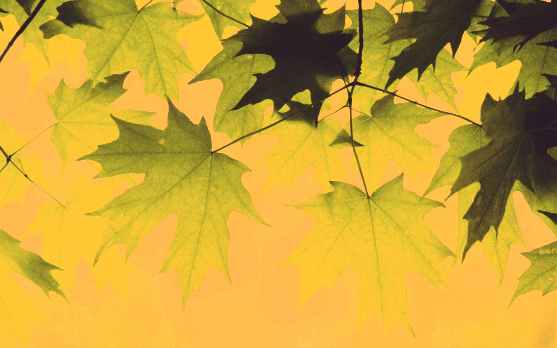 Кленовые листья обои