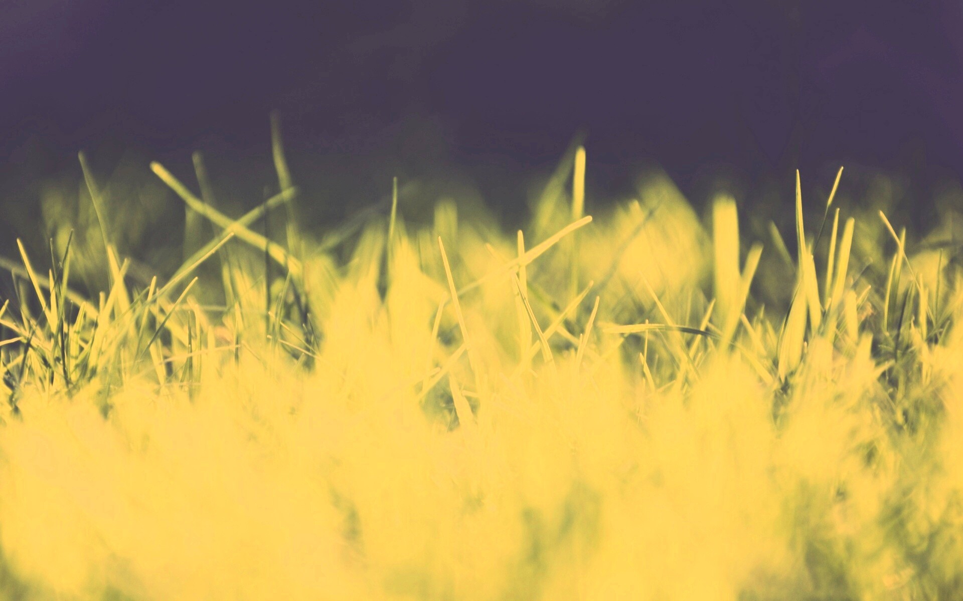 Играя солнечным светом обои