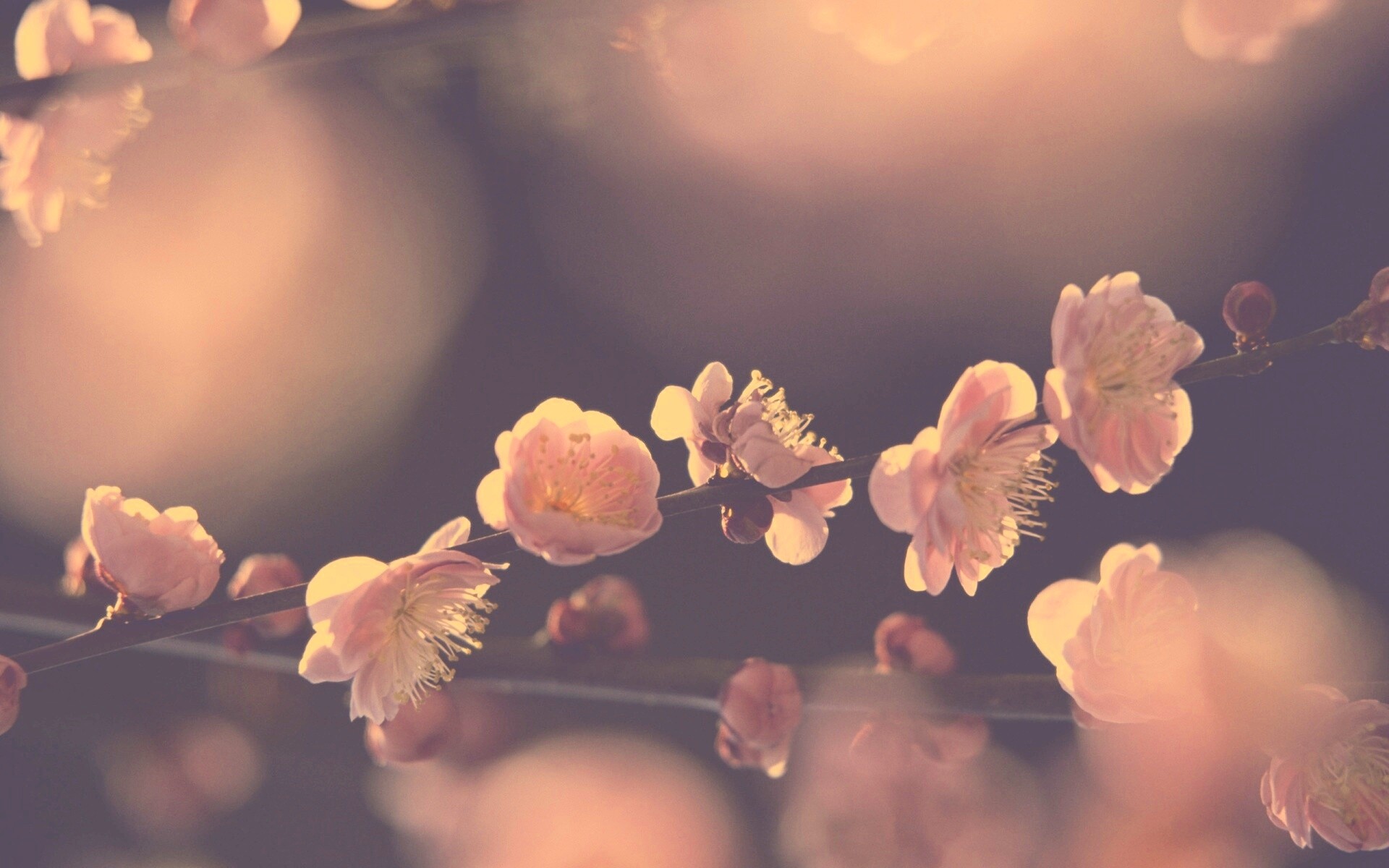 Цветущая вишня обои