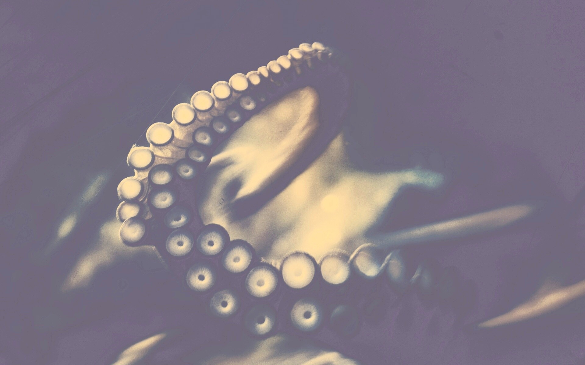 Щупальце обои