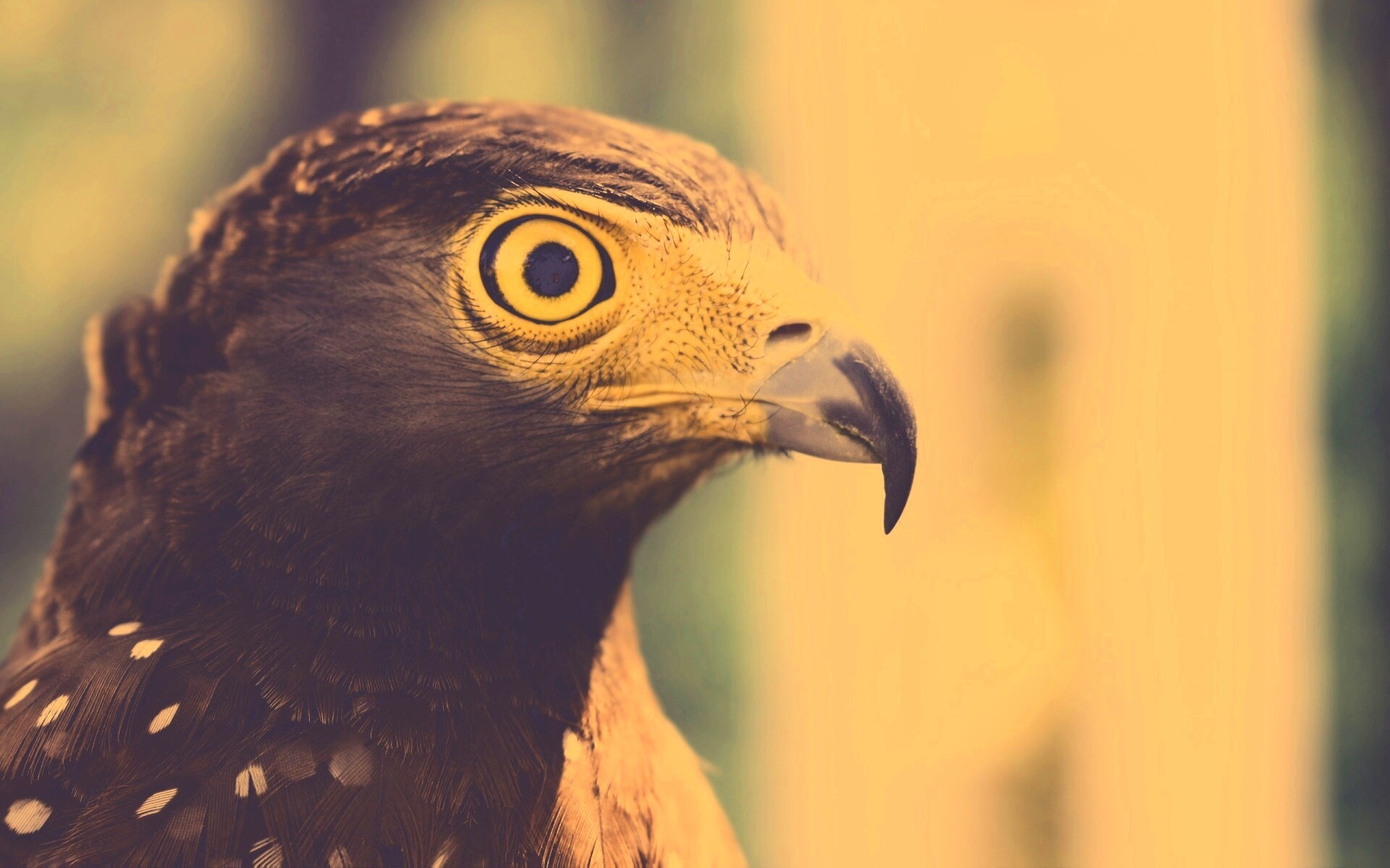 Взгляд орла обои