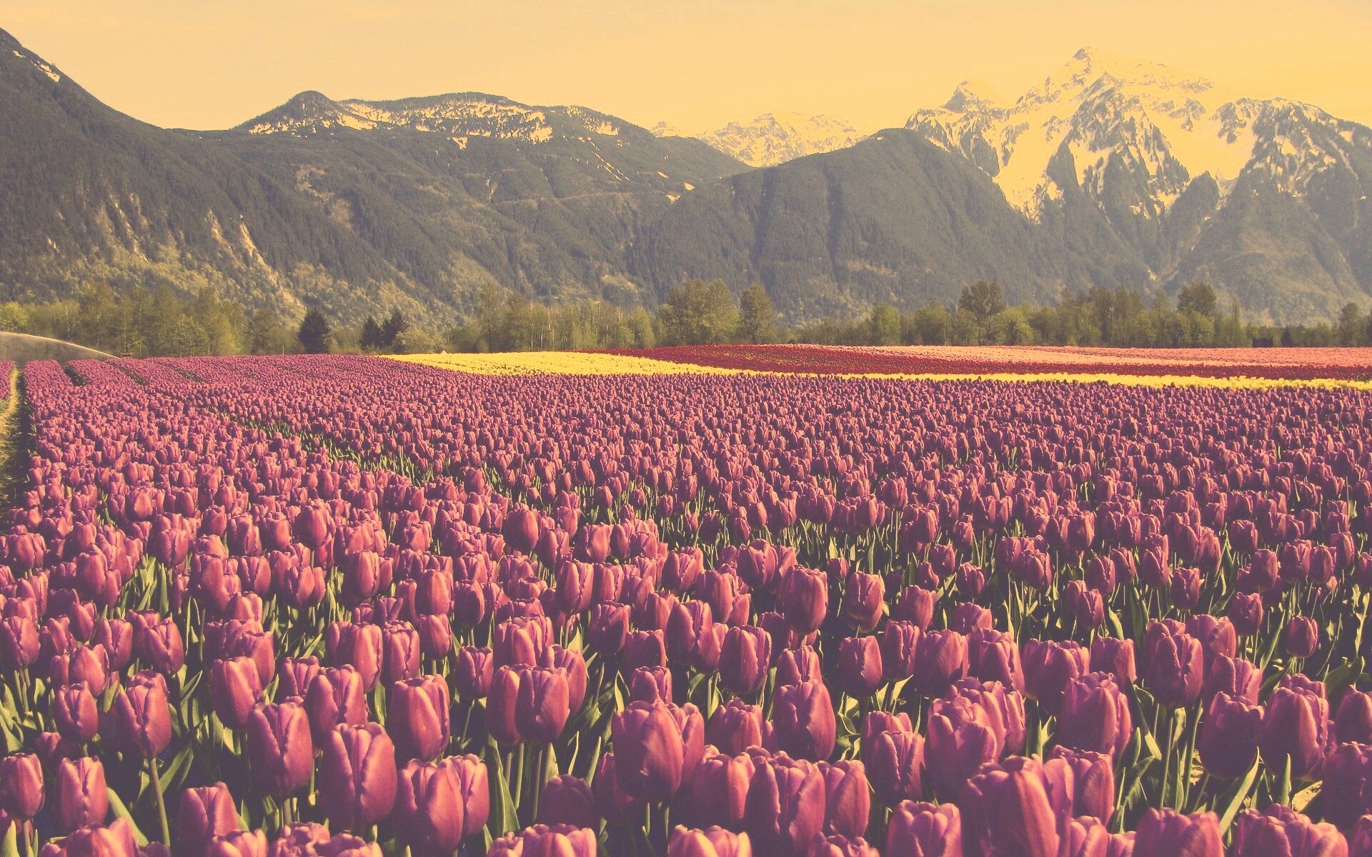 Поле тюльпанов обои