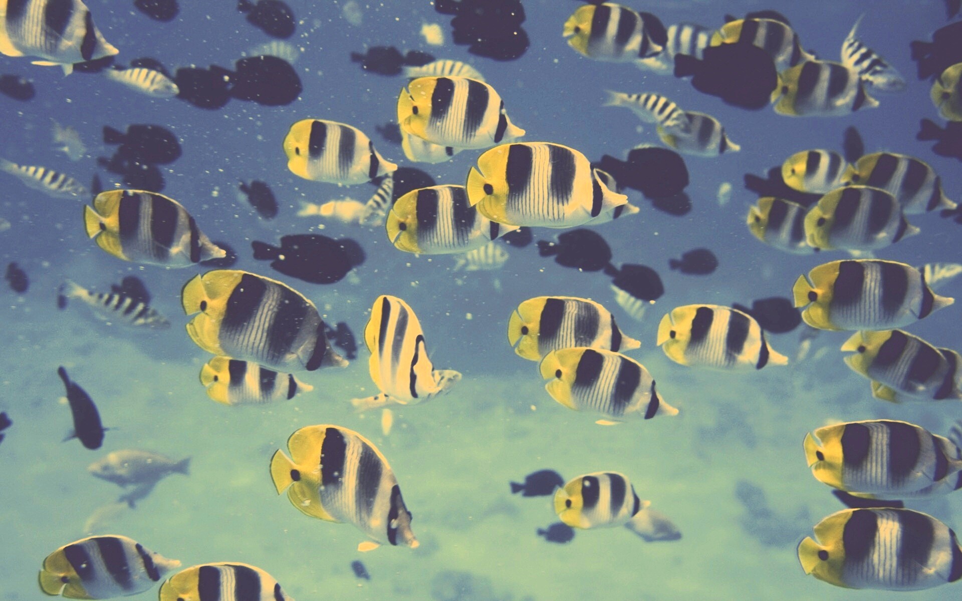 Косяк тропических рыбок обои