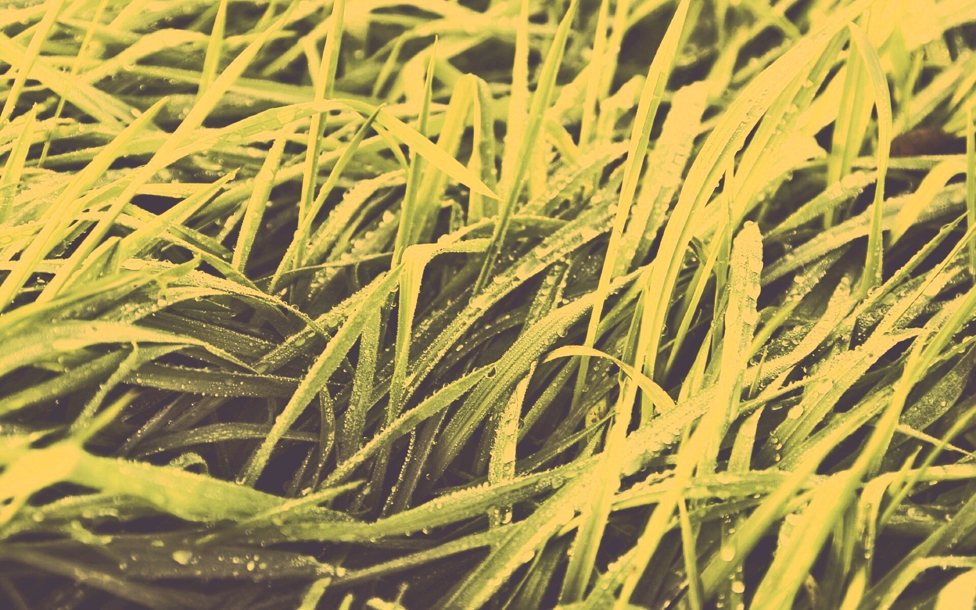 Роса на траве обои