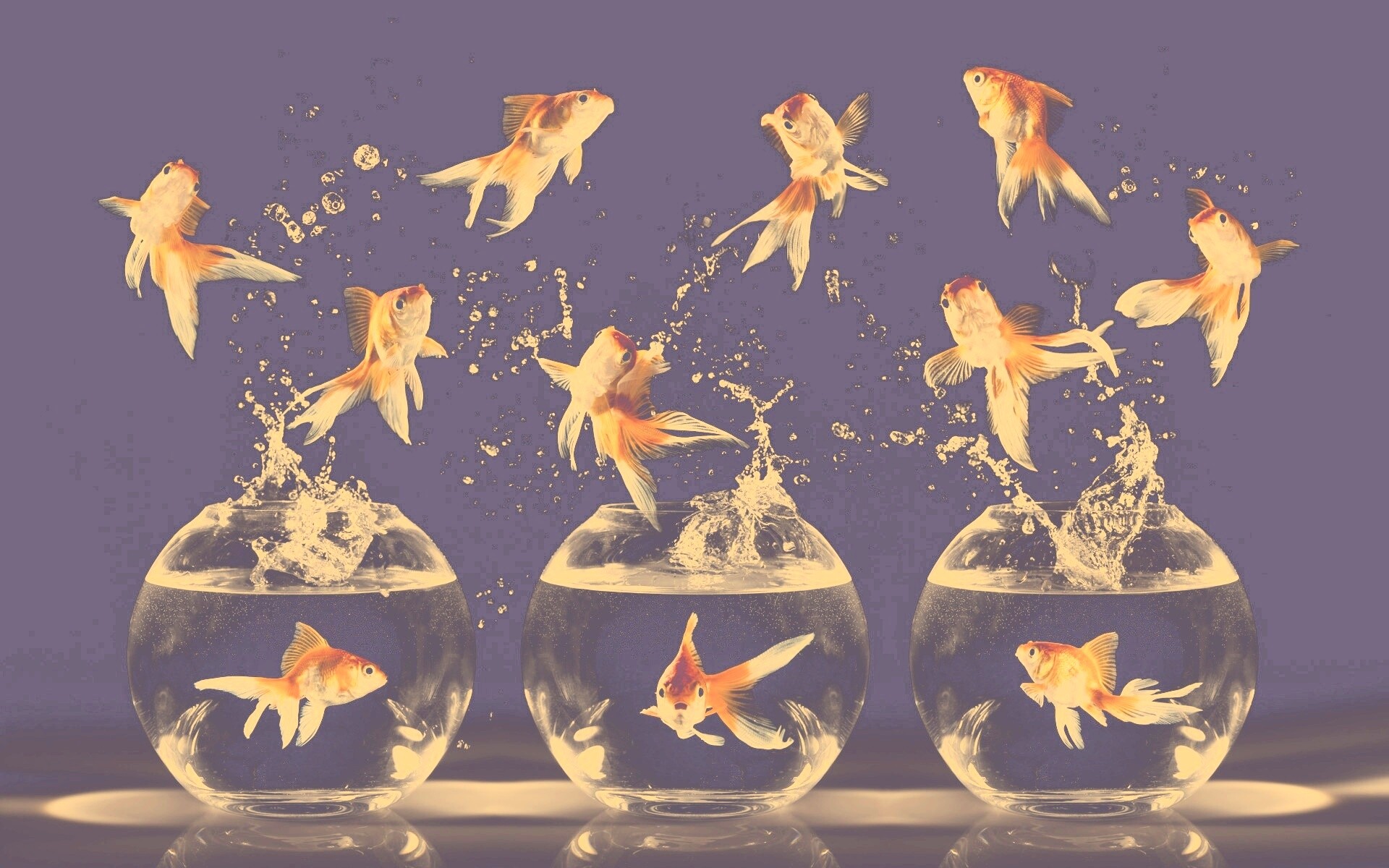 Аквариумы жонглируют рыбами обои