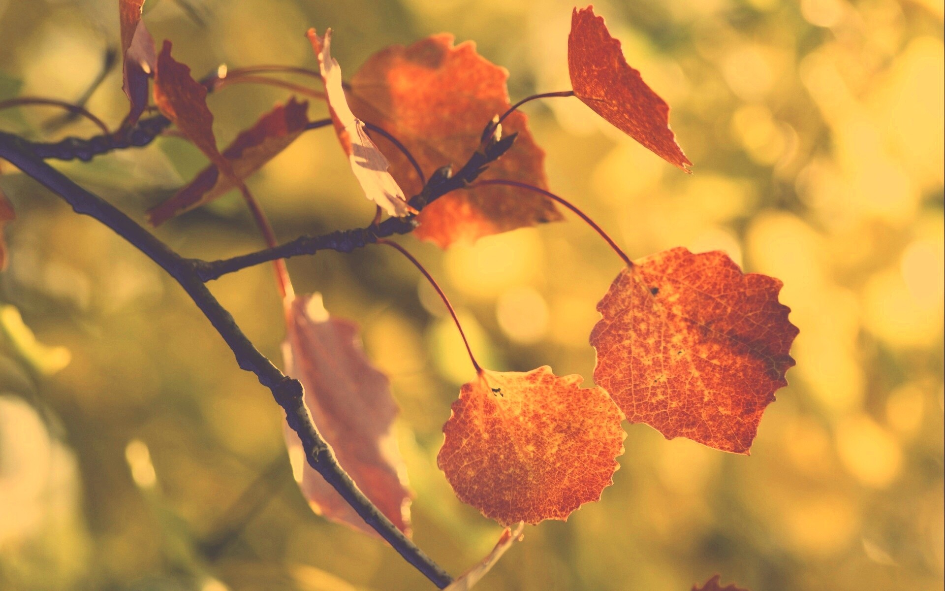 Красные листья обои