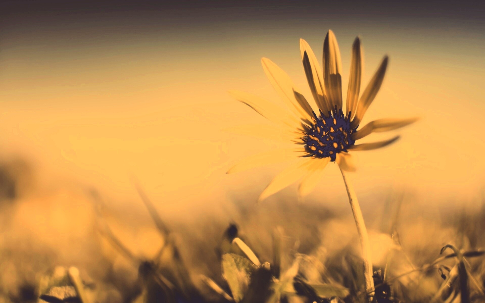 Летний цветок на солнце обои