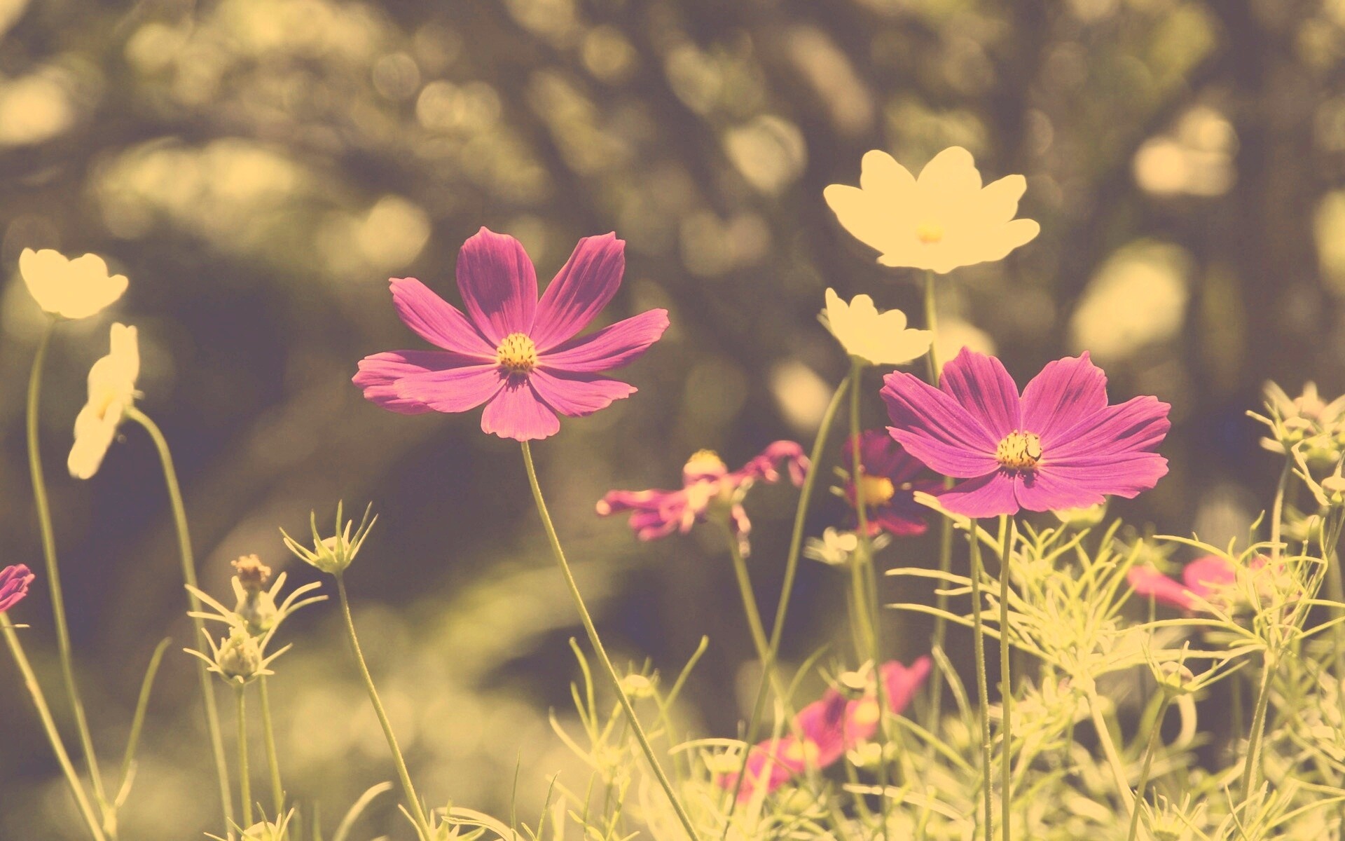 Белые и розовые цветочки обои