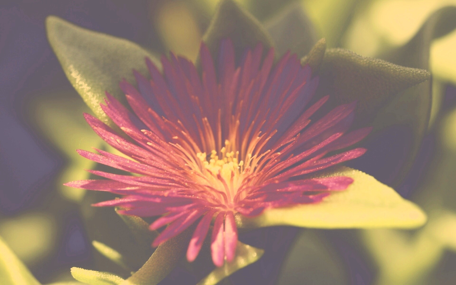 Чудесный цветок обои