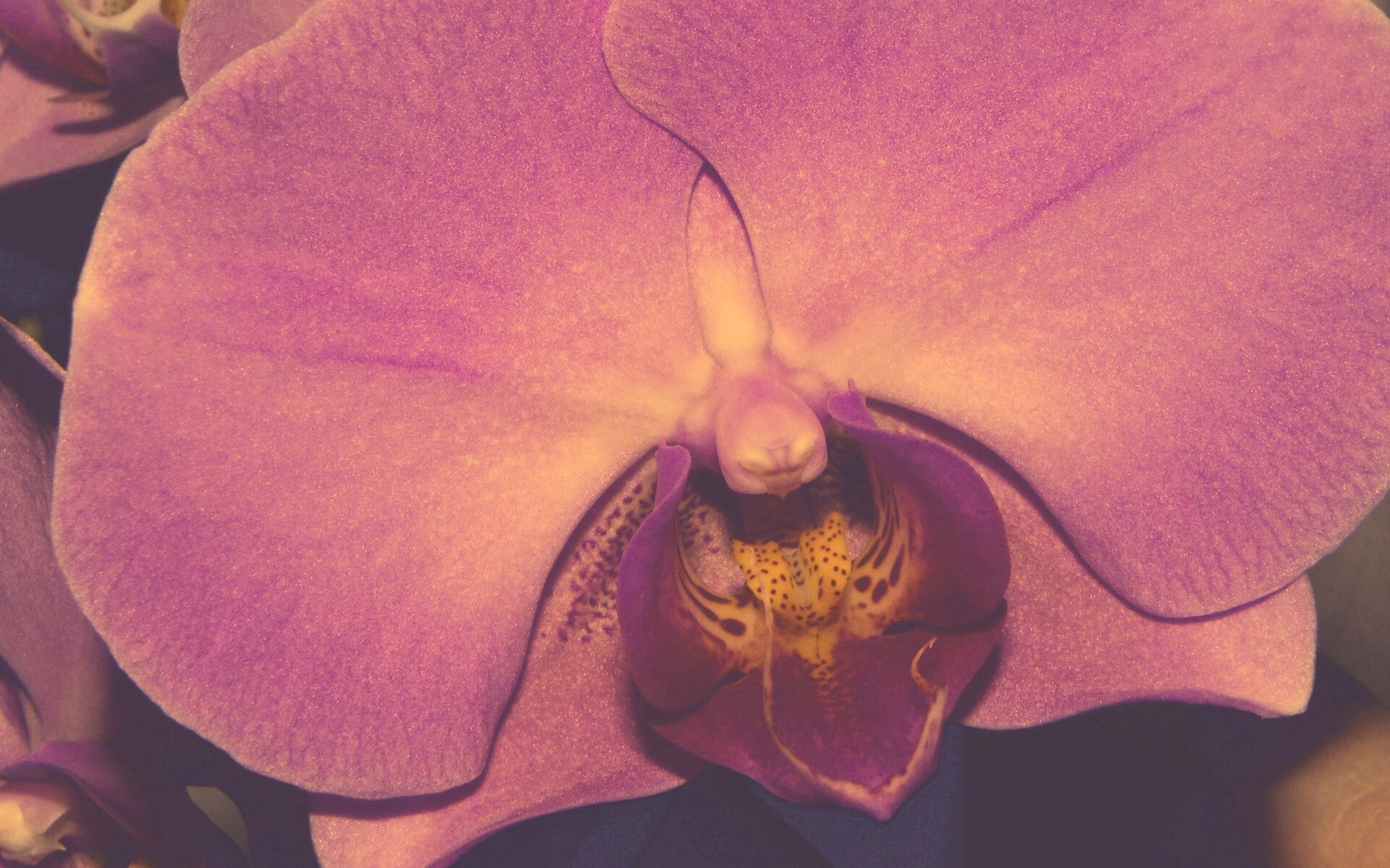 Фиолетовая орхидея обои