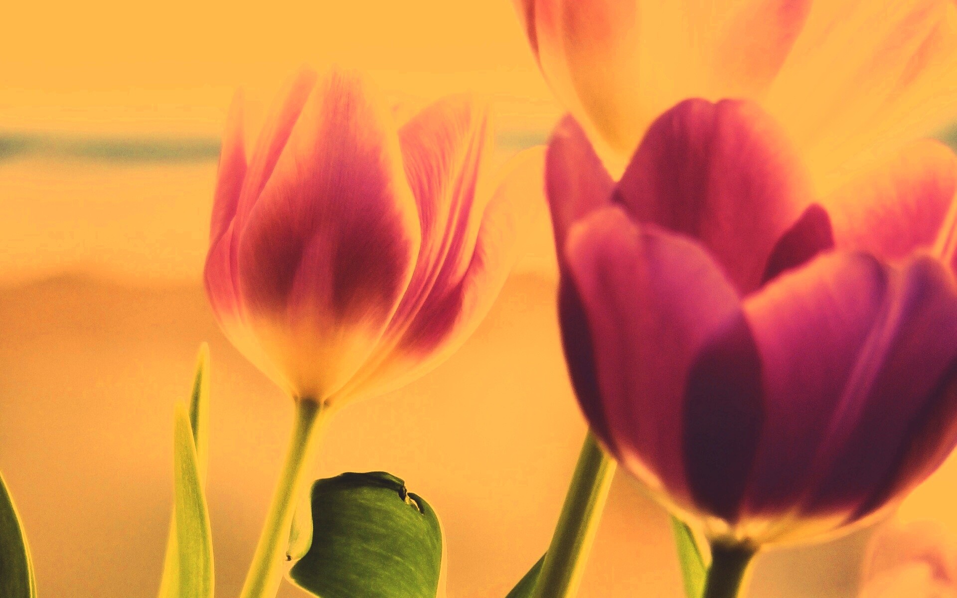 Тюльпаны обои