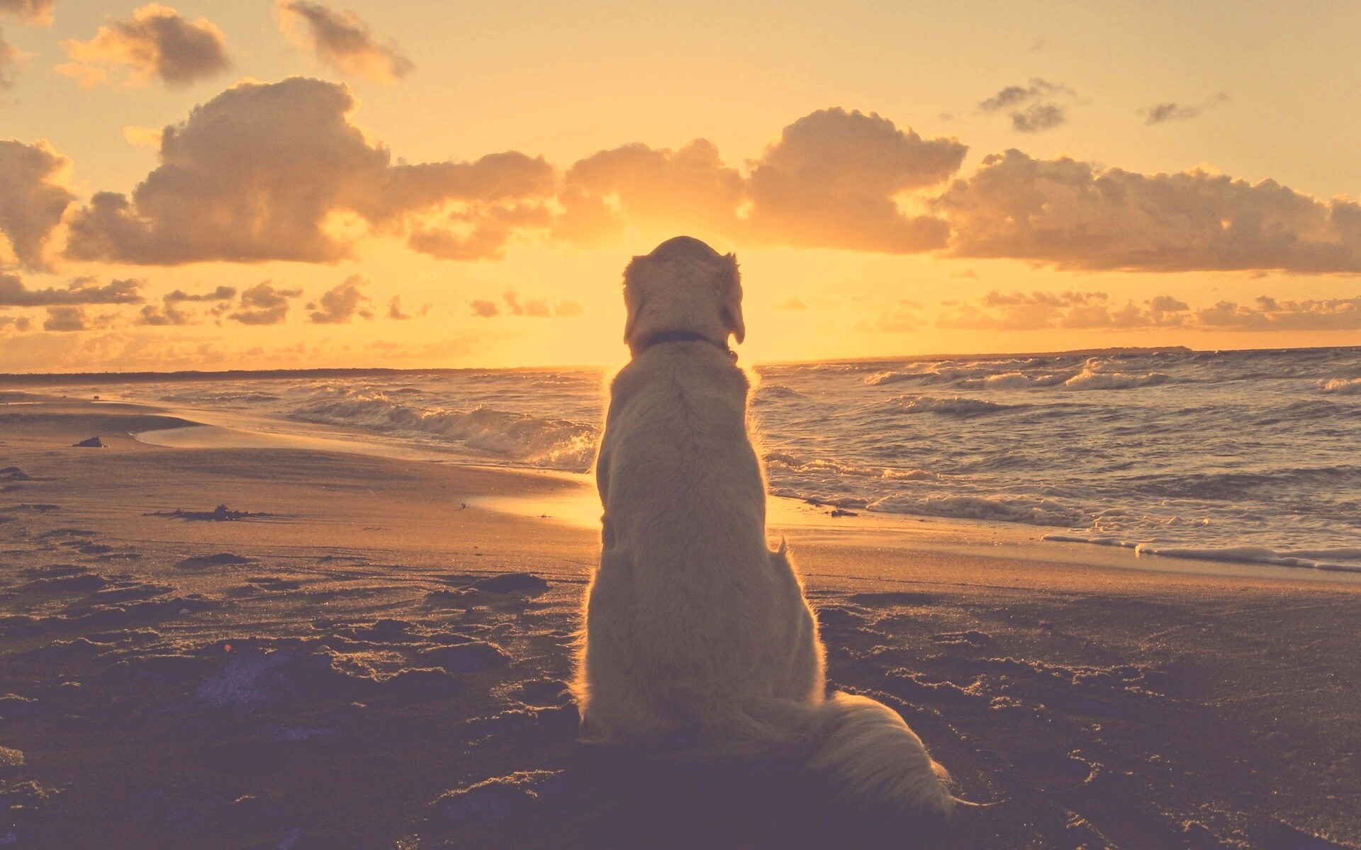 Собака наблюдающая закат на пляже обои