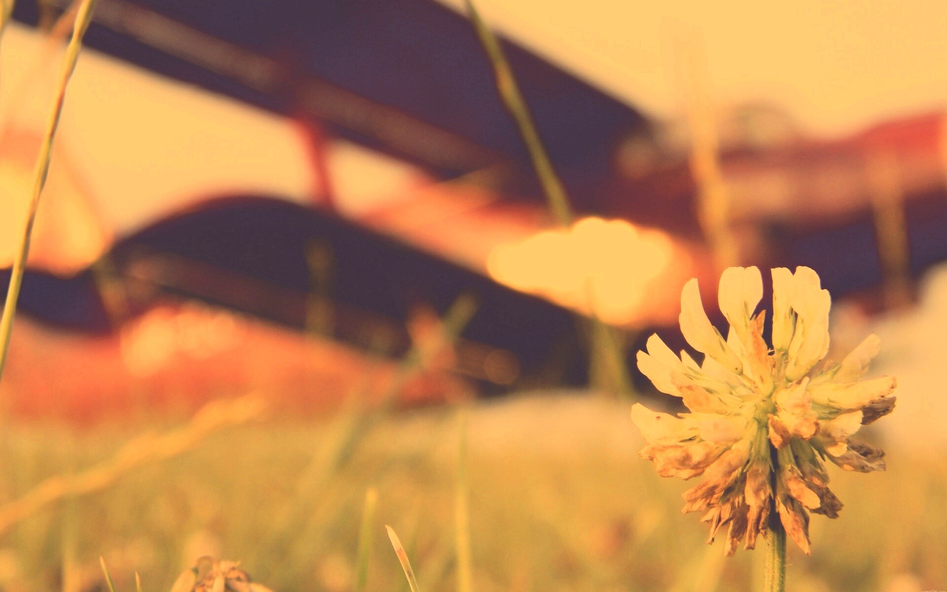 Цветок и красный самолет обои