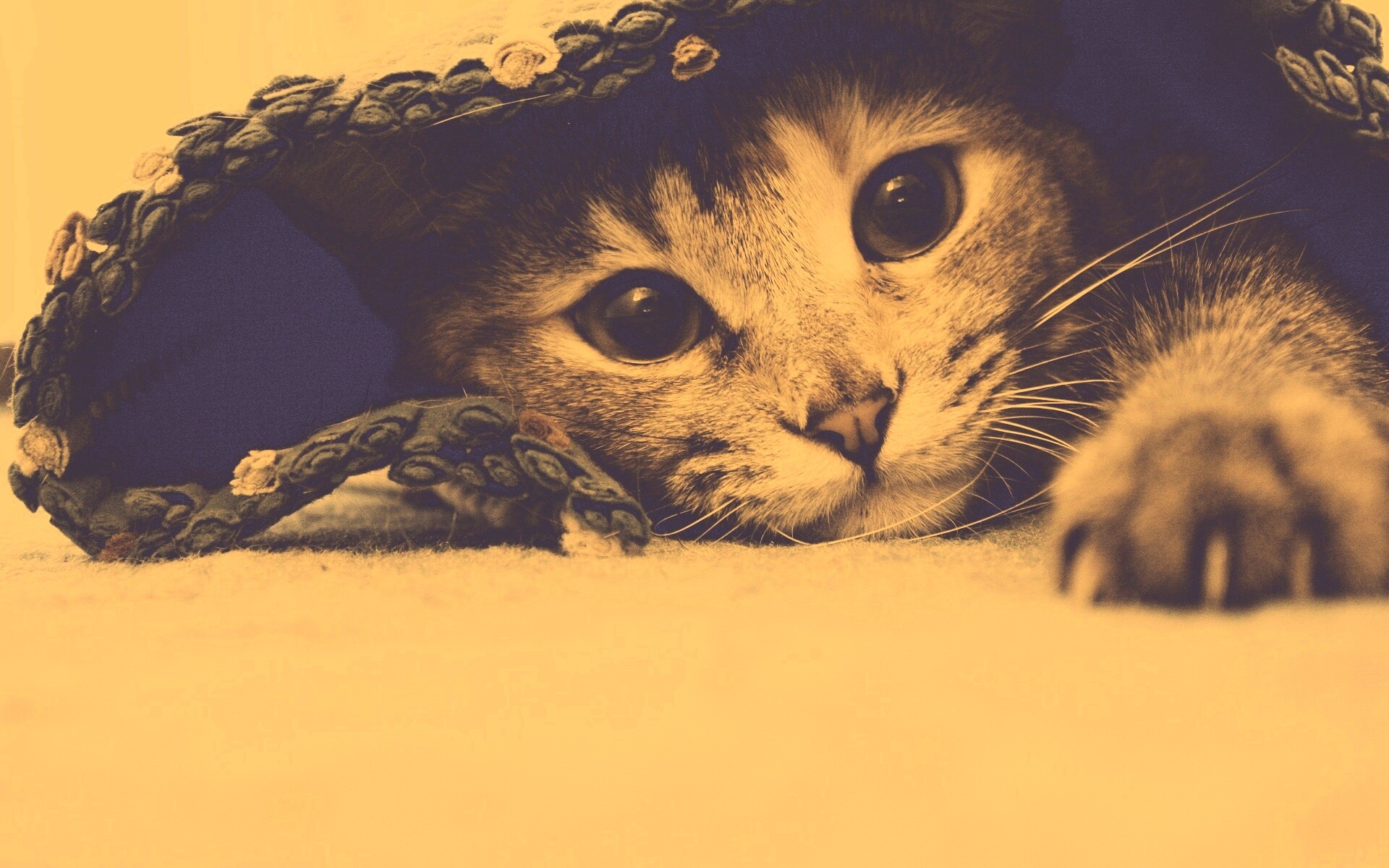 Кот под ковриком обои