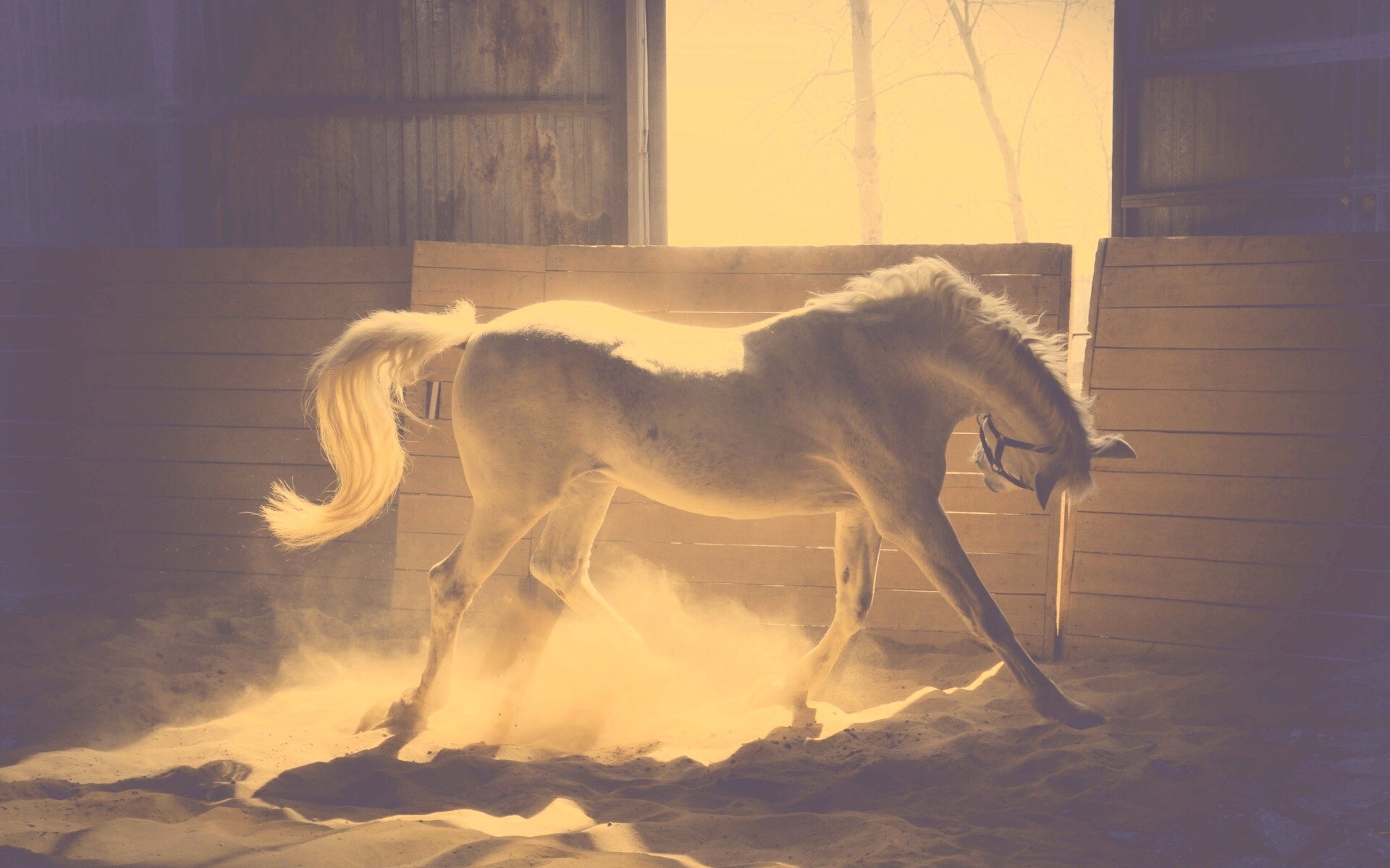 Белая лошадь в загоне обои