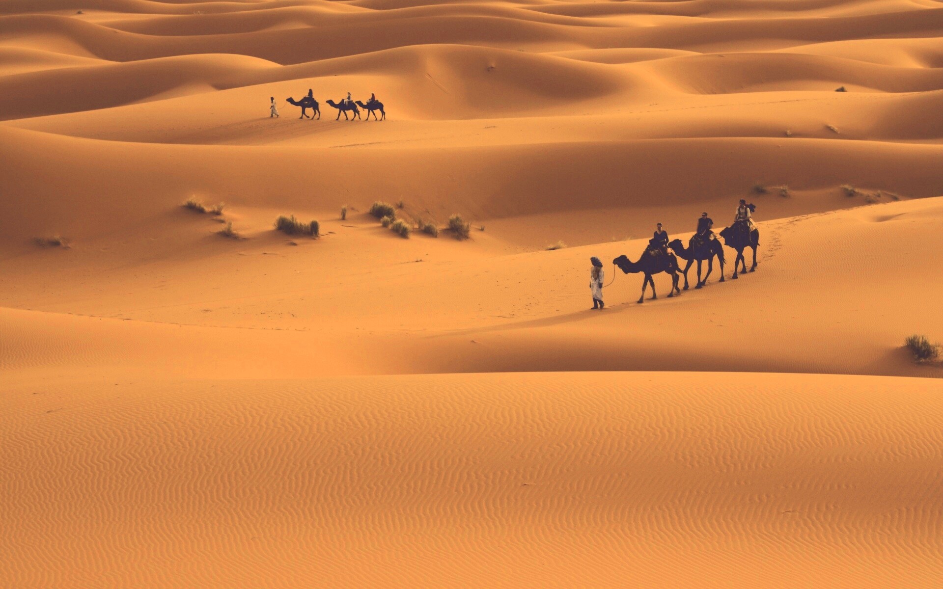 Караваны пустыни обои