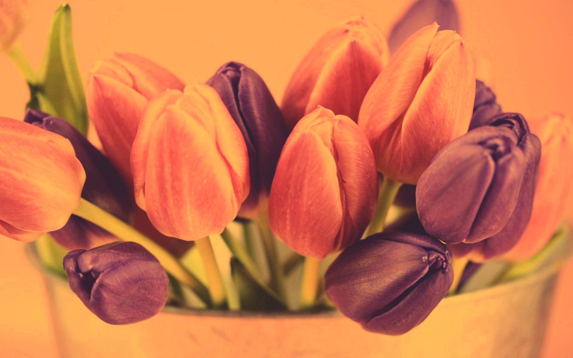 Розовые и фиолетовые тюльпаны обои