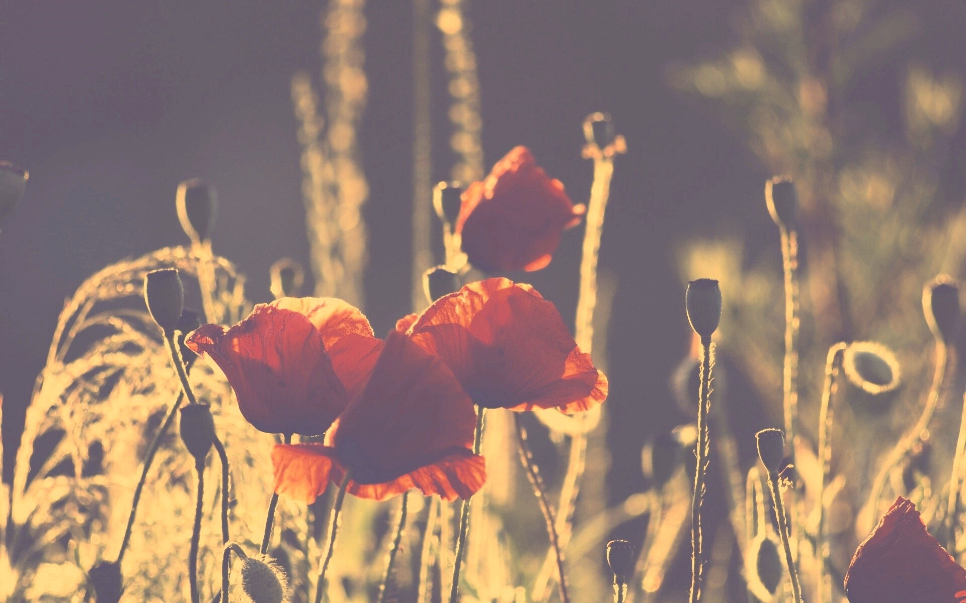 Макро фото мака обои