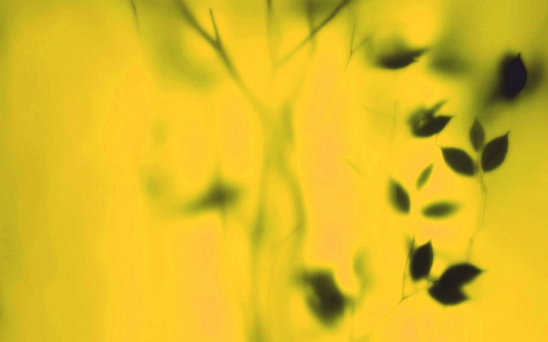 Зелень за стеклом обои