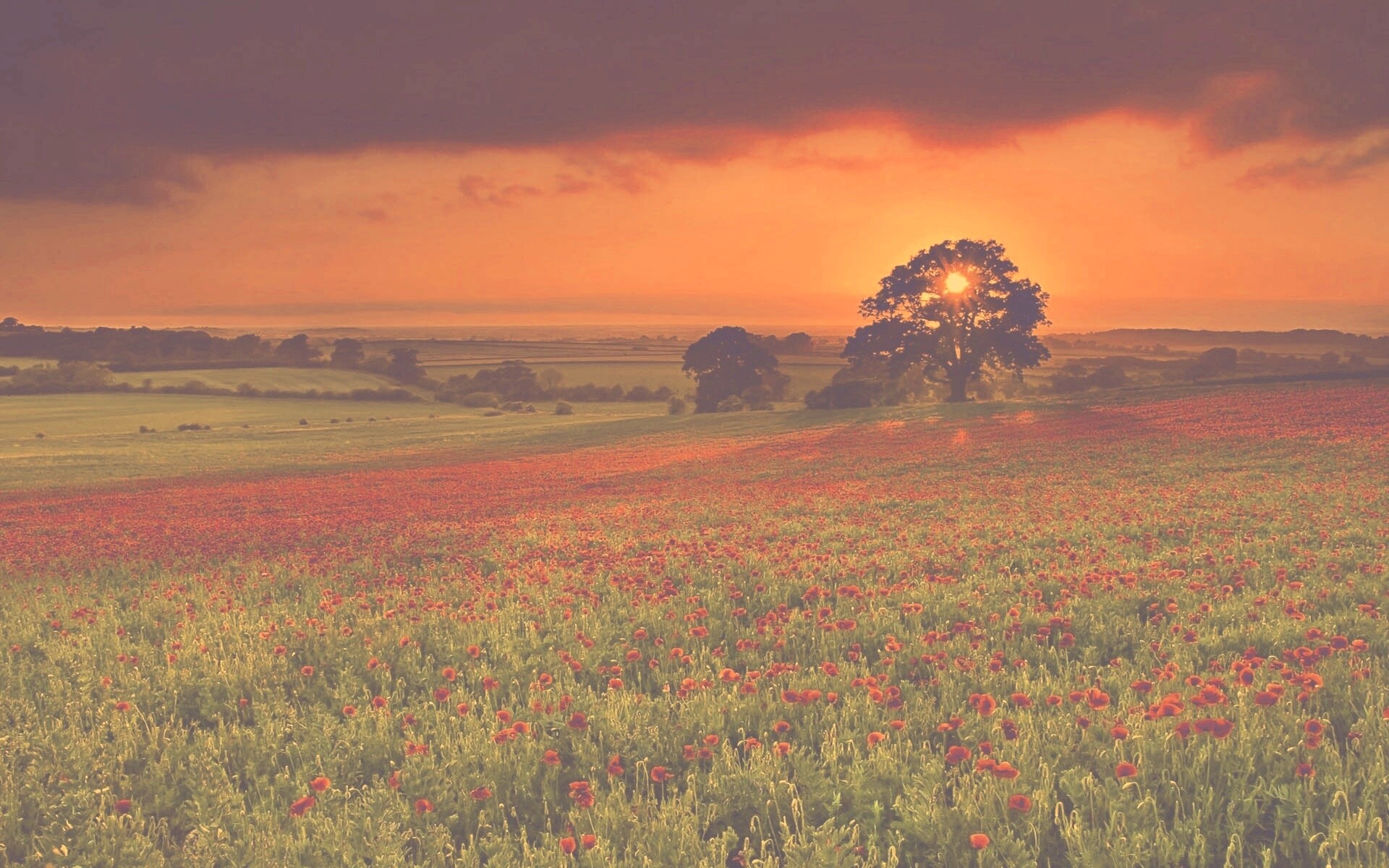 Закат на поле красных цветов обои