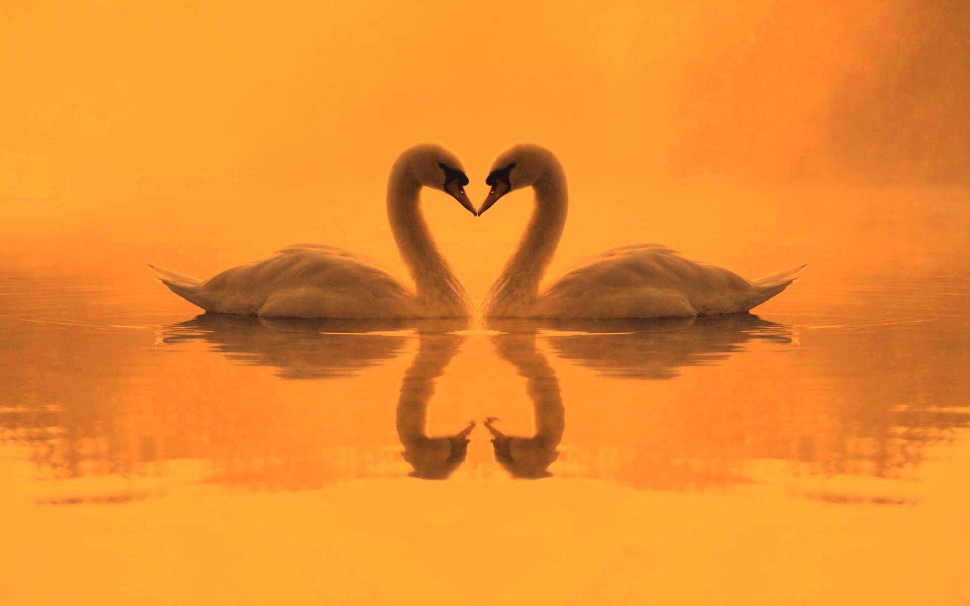 Влюблённые лебеди обои