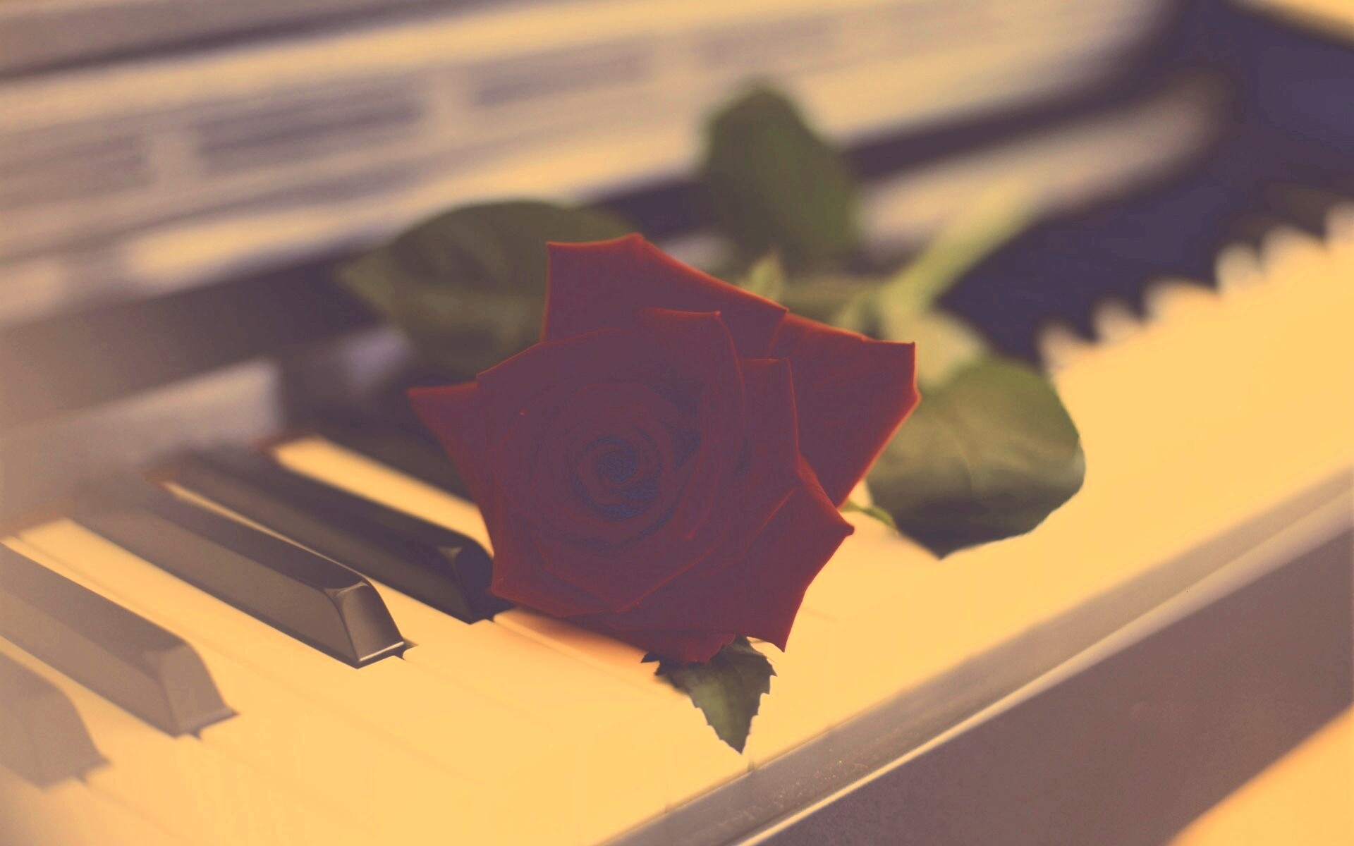 Роза на клавишах пианино обои