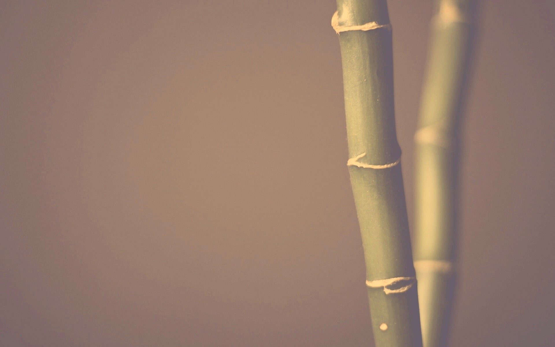 Макро фото стебля бамбука обои