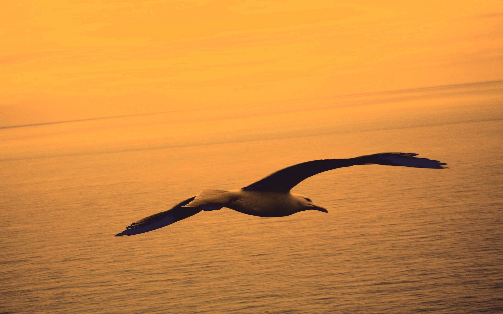 Чайка в полете обои