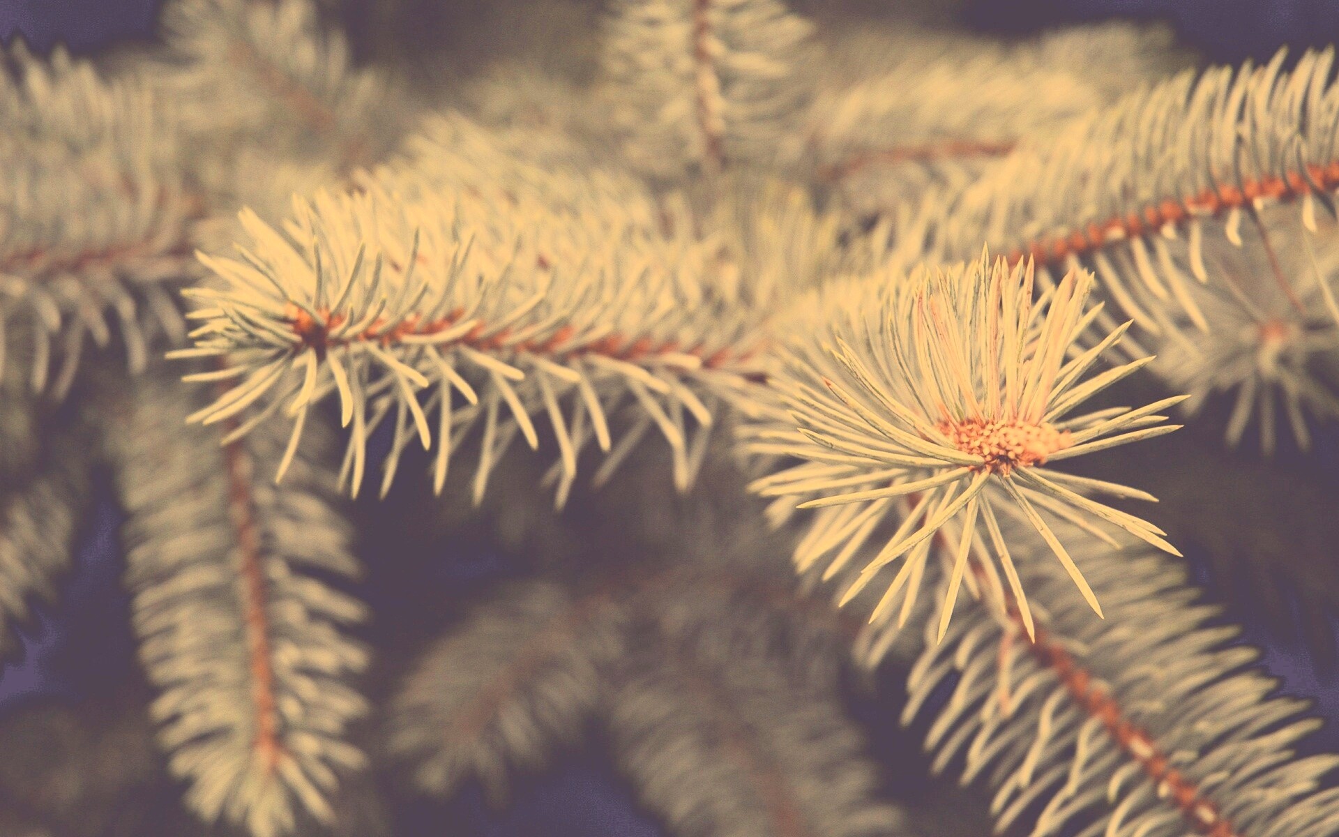 Ветки голубой ели обои