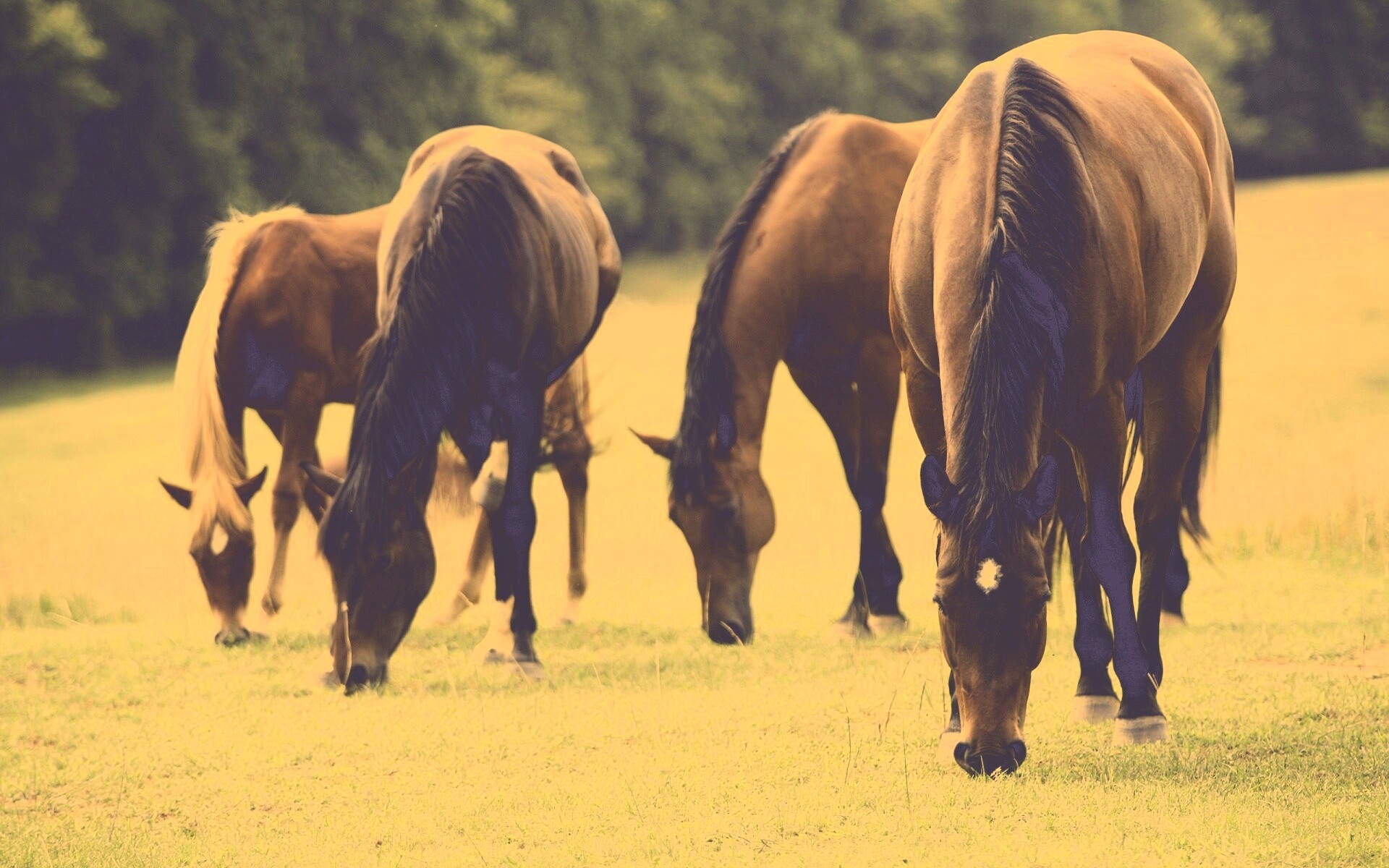 Время пощипать травку обои