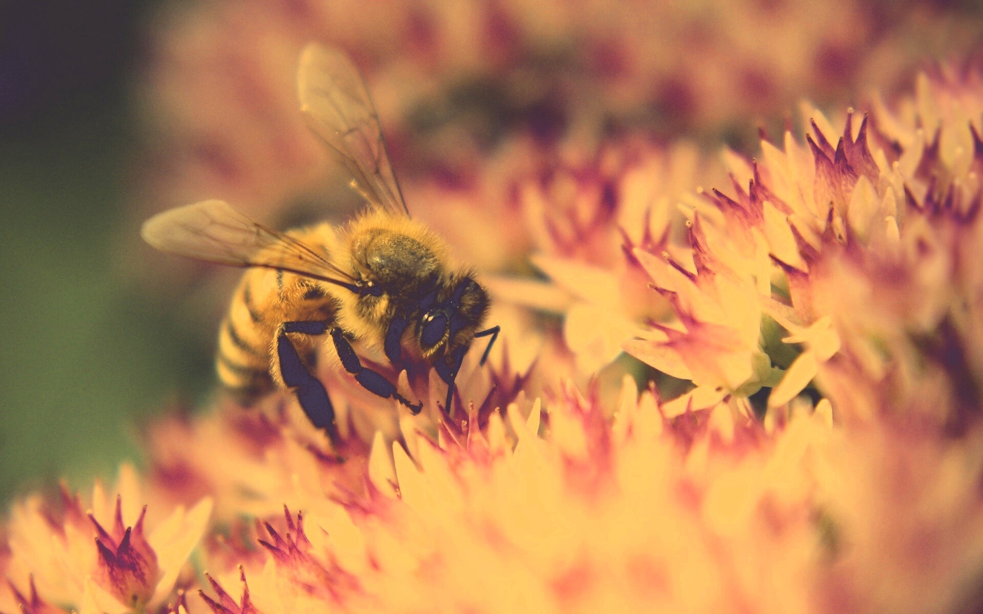Пчела собирает пыльцу обои