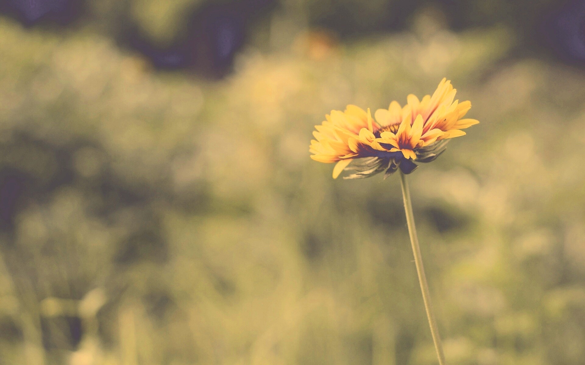 Одинокий подсолнух обои