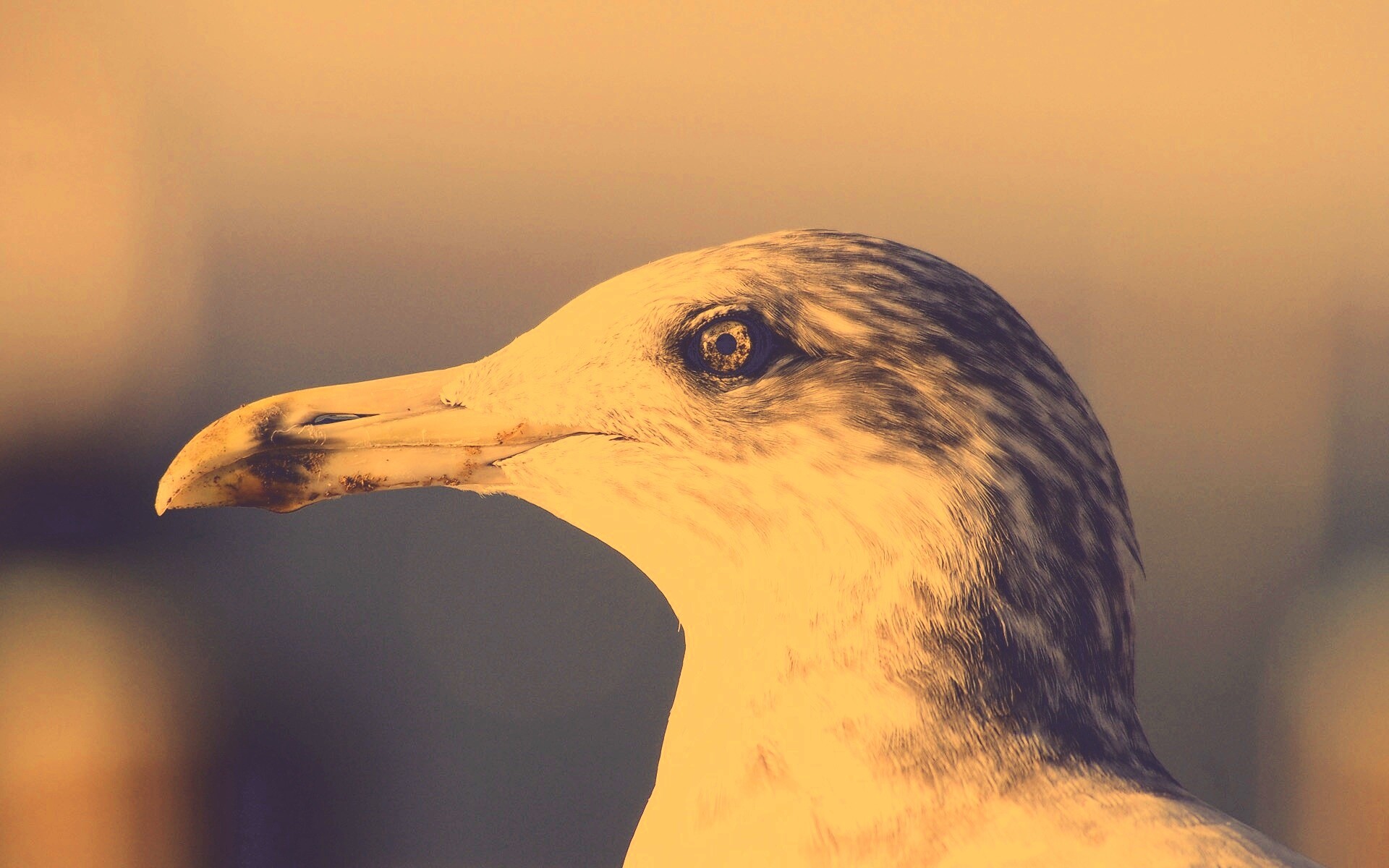 Птичка с длинным клювом обои