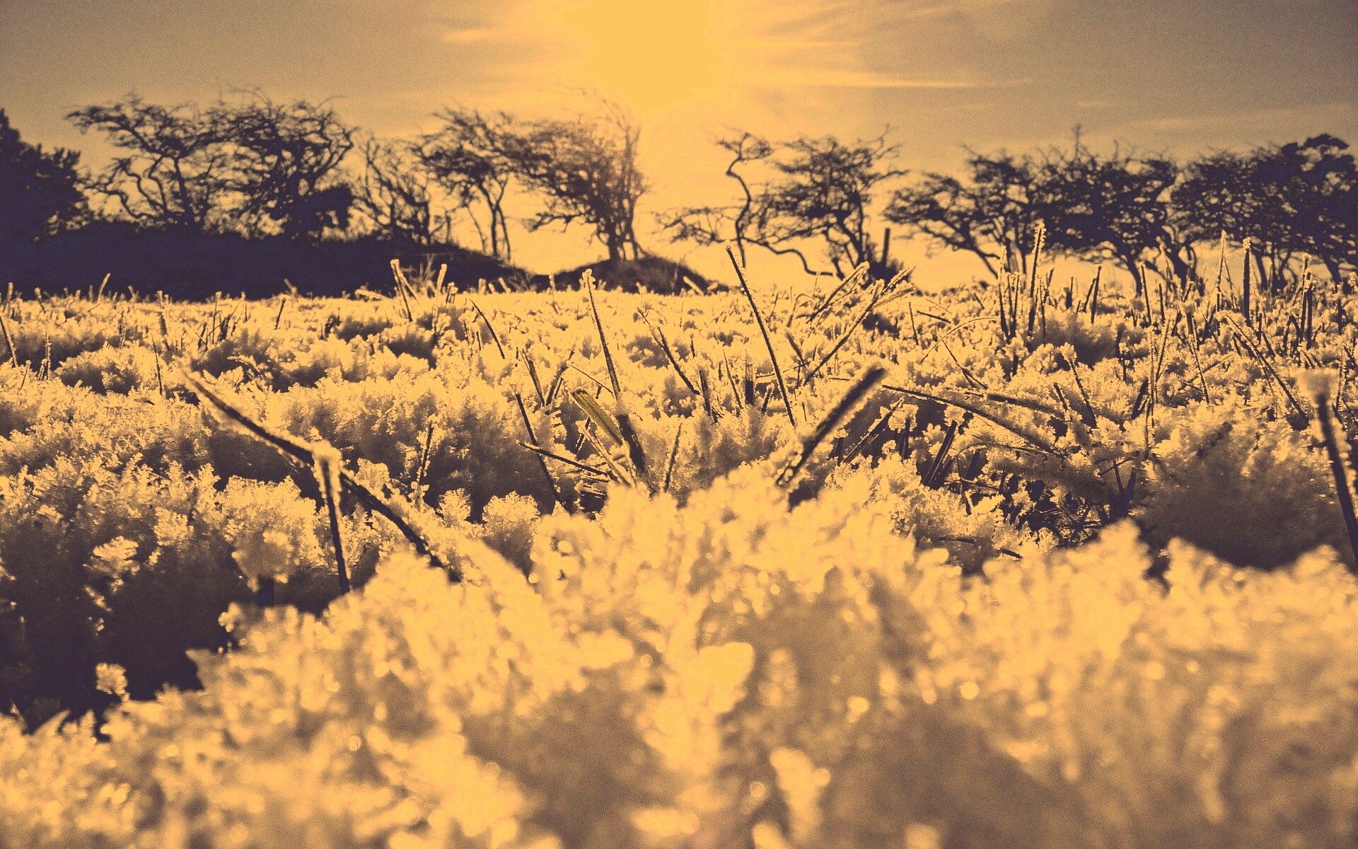 Утренний мороз обои