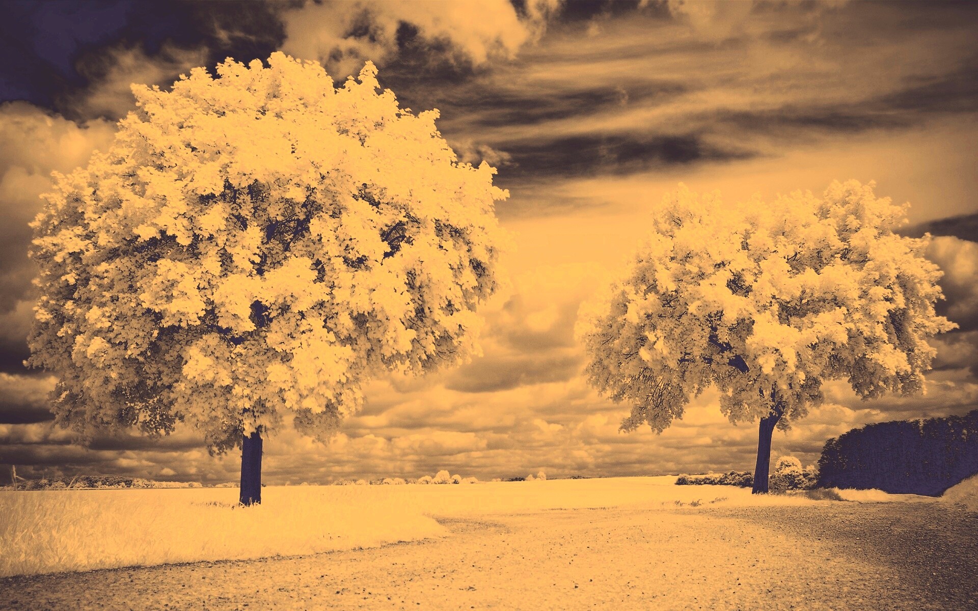 Деревья в цвету обои