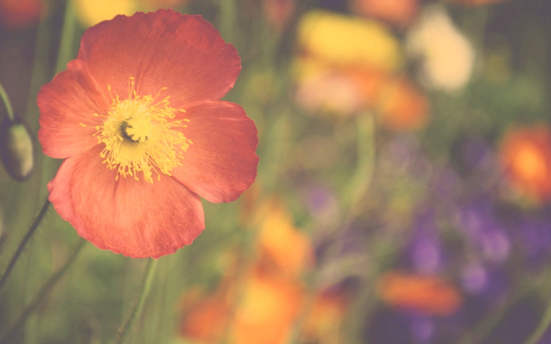 Красивый красный цветок обои