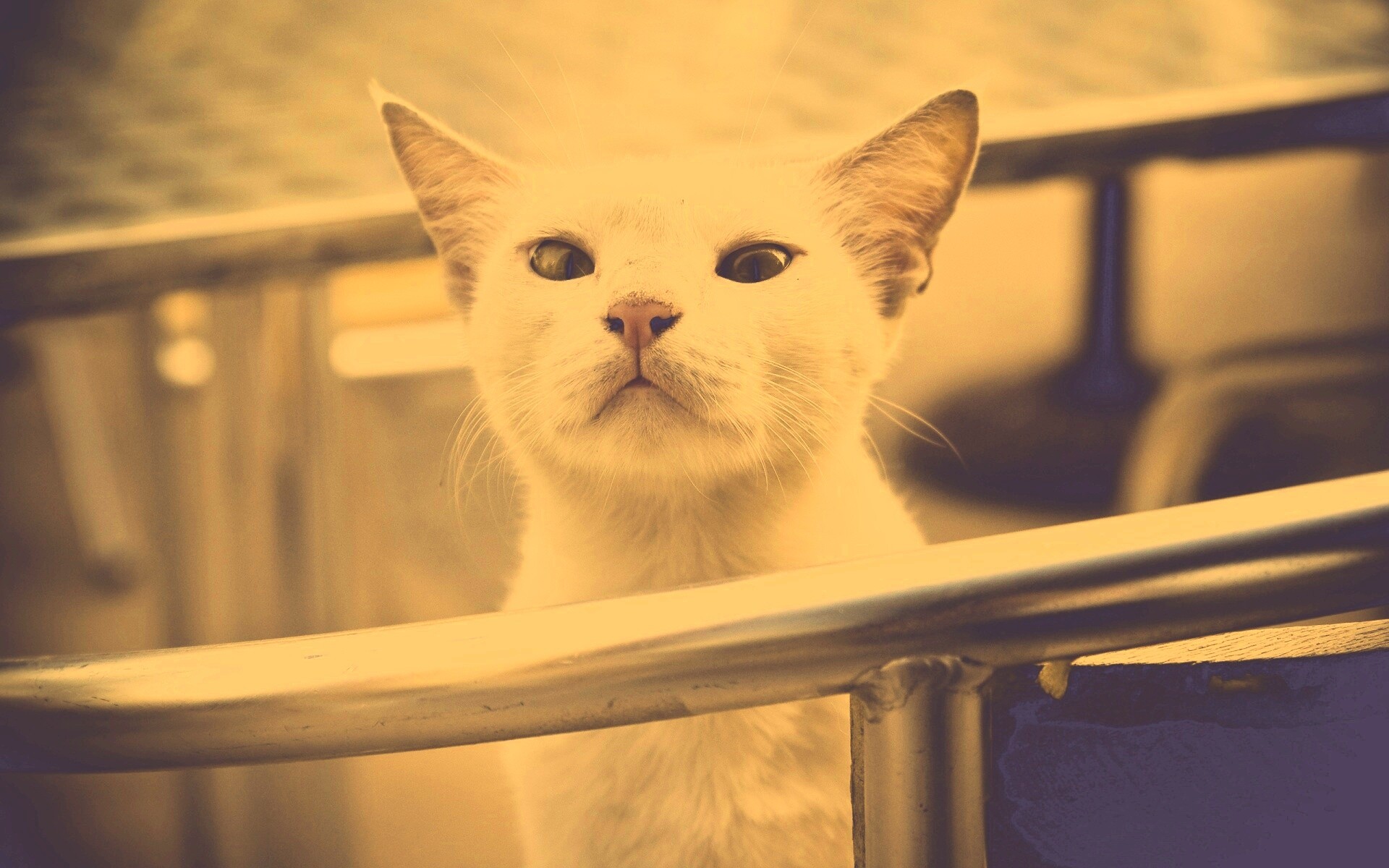 Настороженно принюхивающийся кот обои