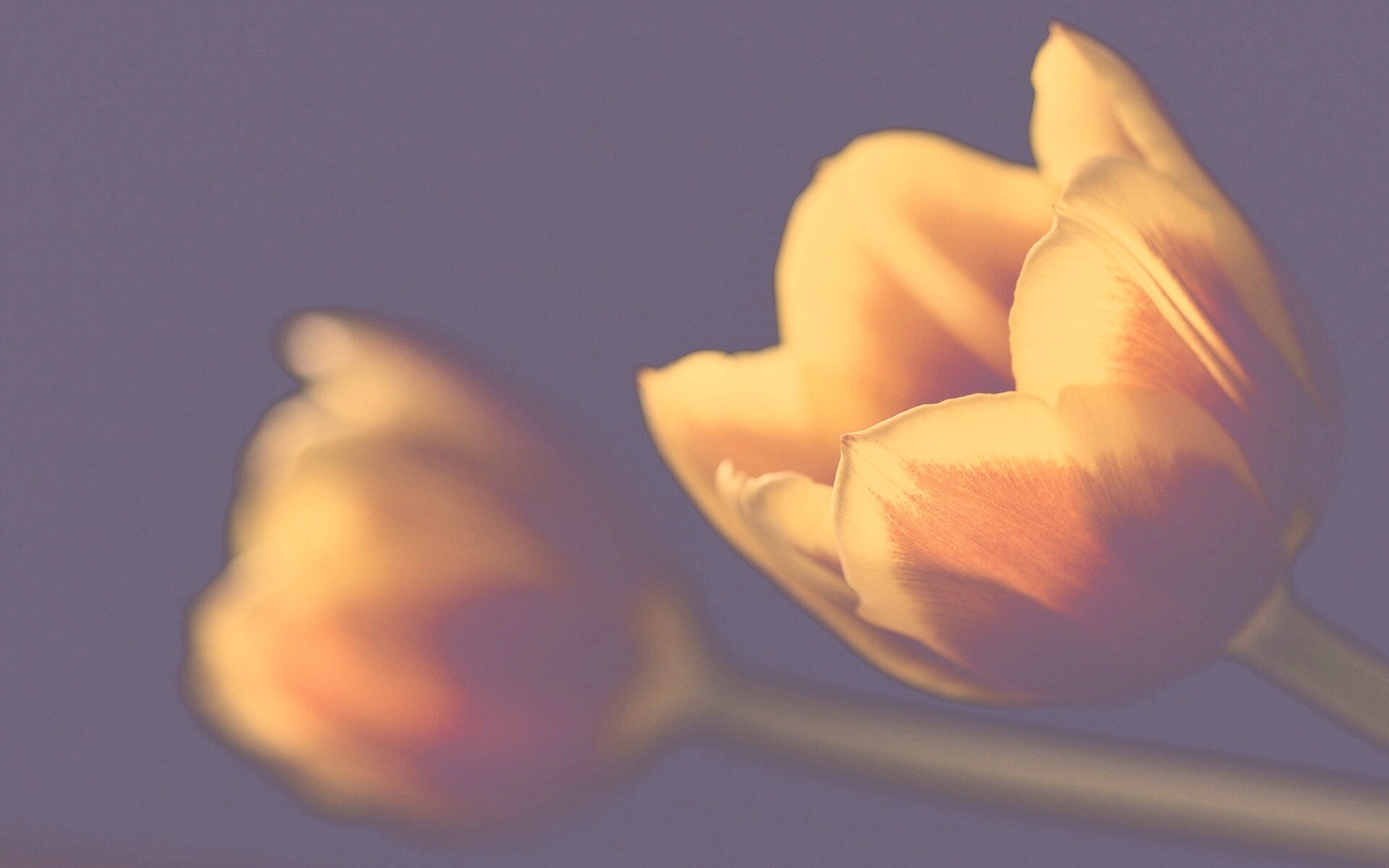 Тюльпаны в темноте обои