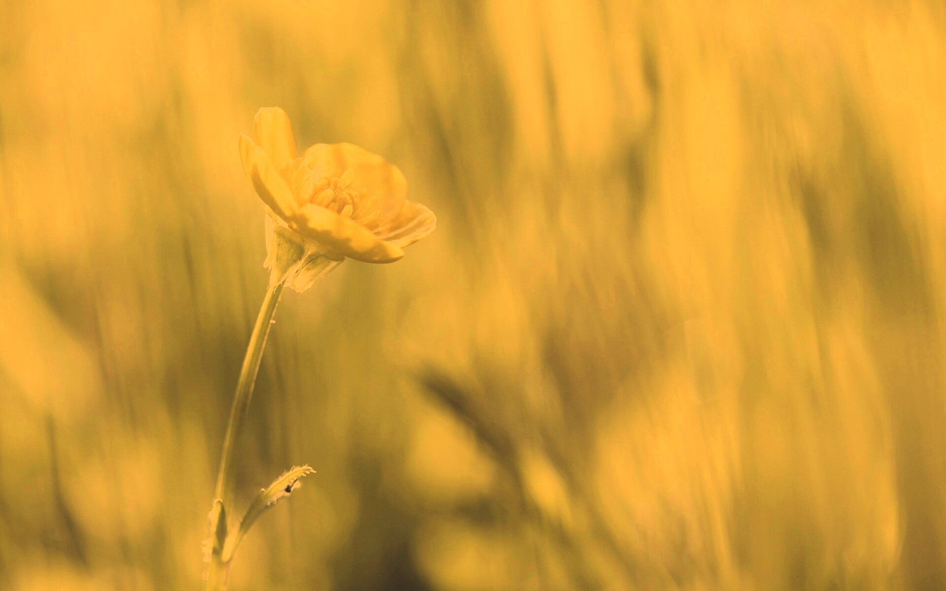 Маленький жёлтый цветочек обои
