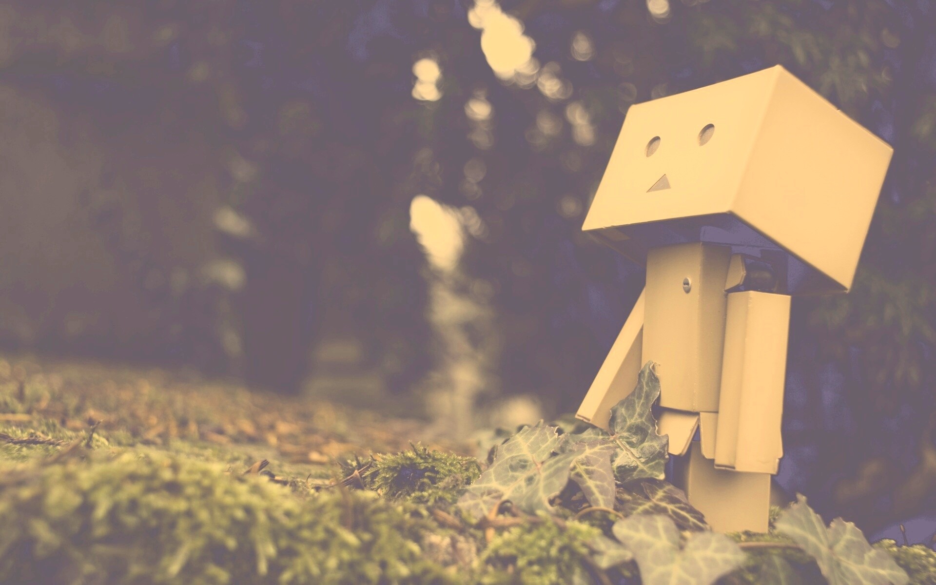 Danbo смотрит вверх обои