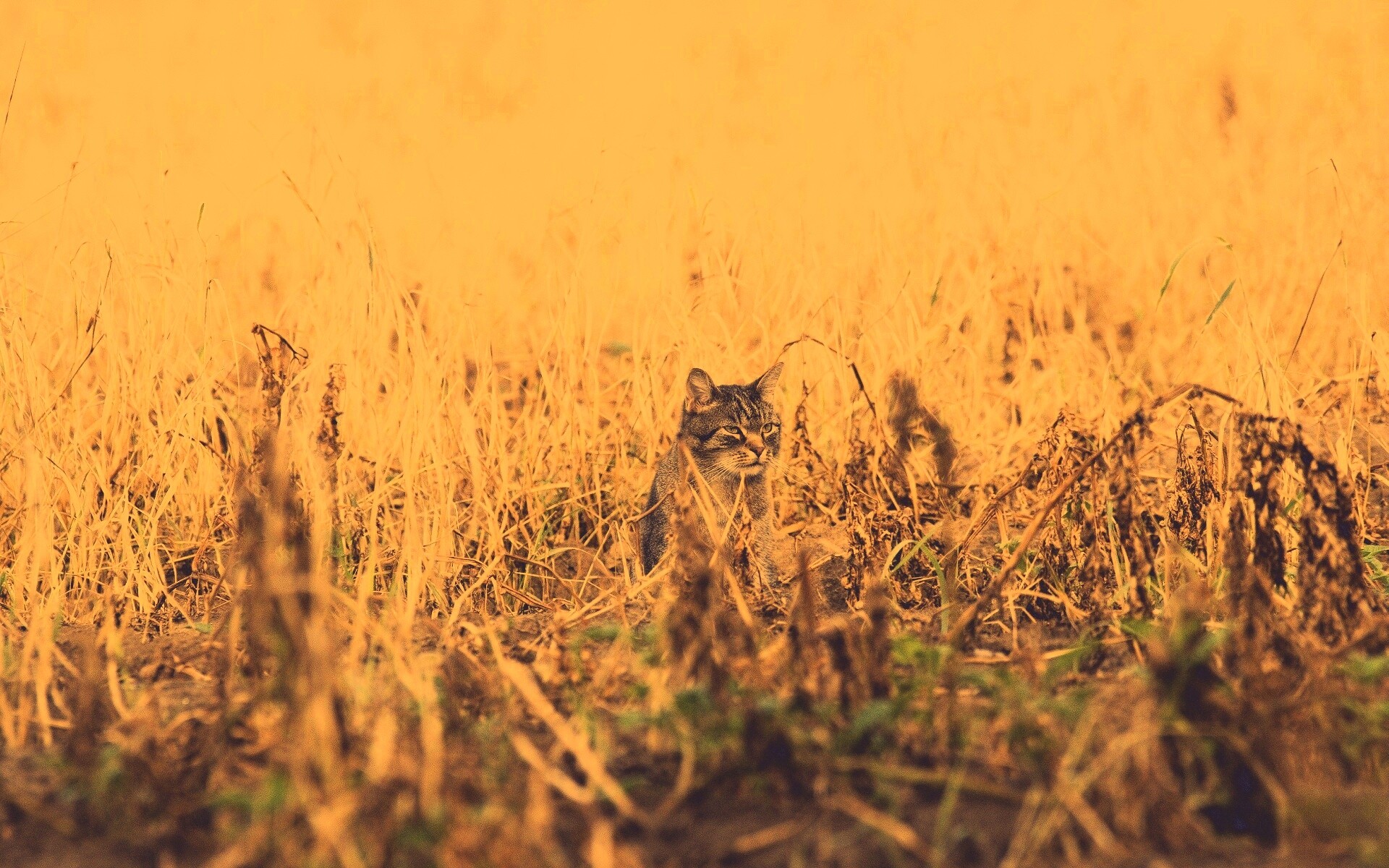 Спрятавшийся кот обои