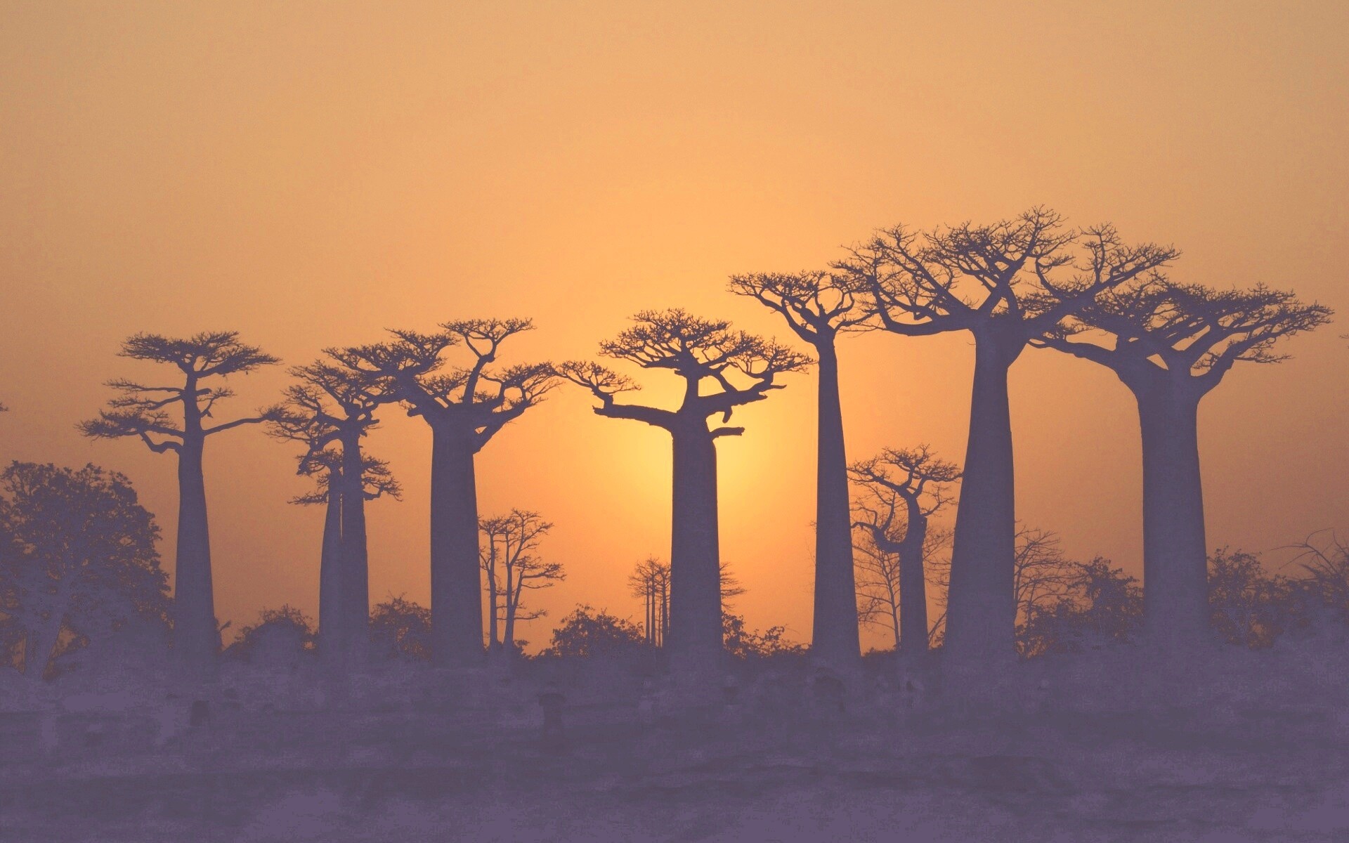 Баобабы на закате обои