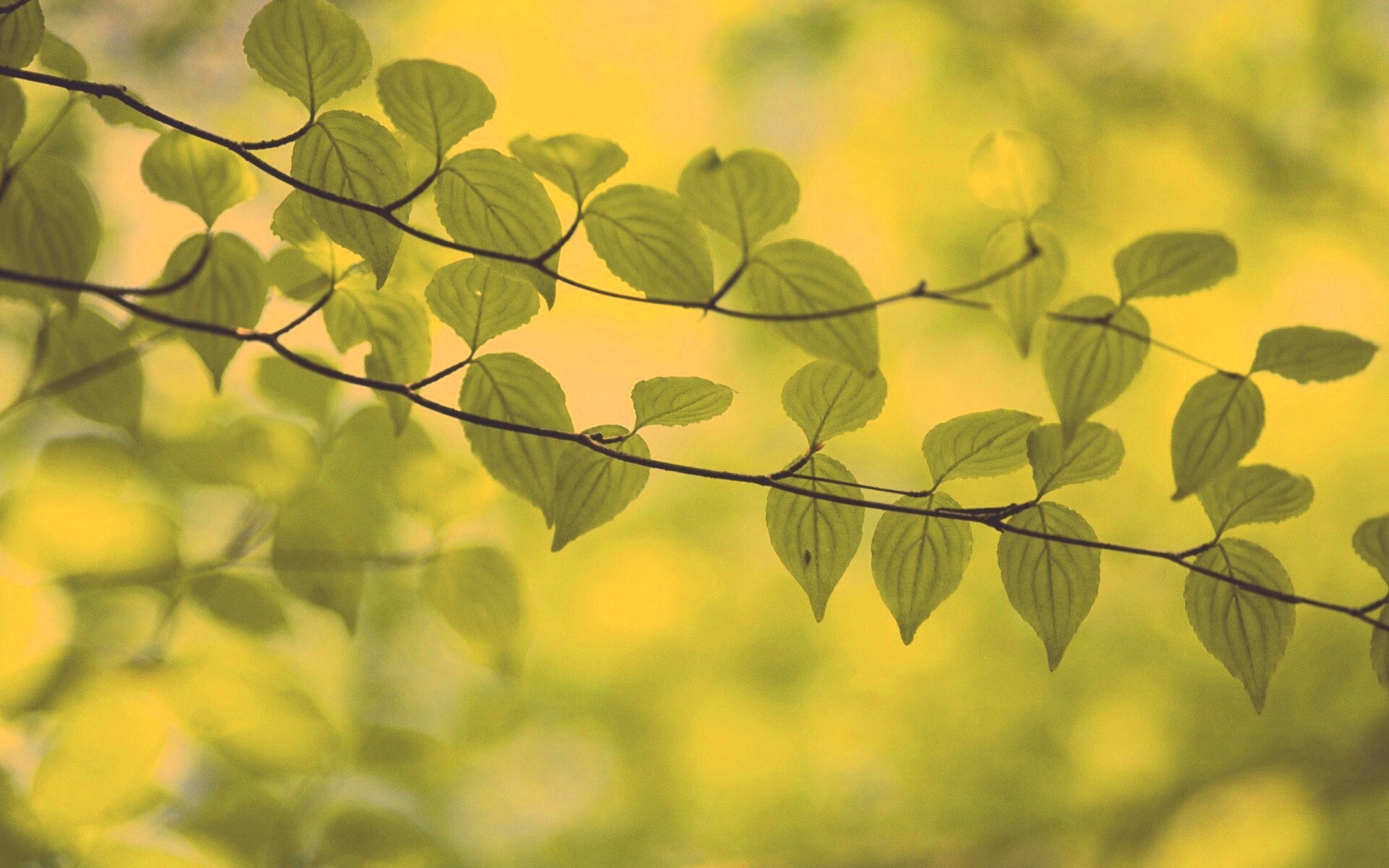 Ветка яркой зелени обои